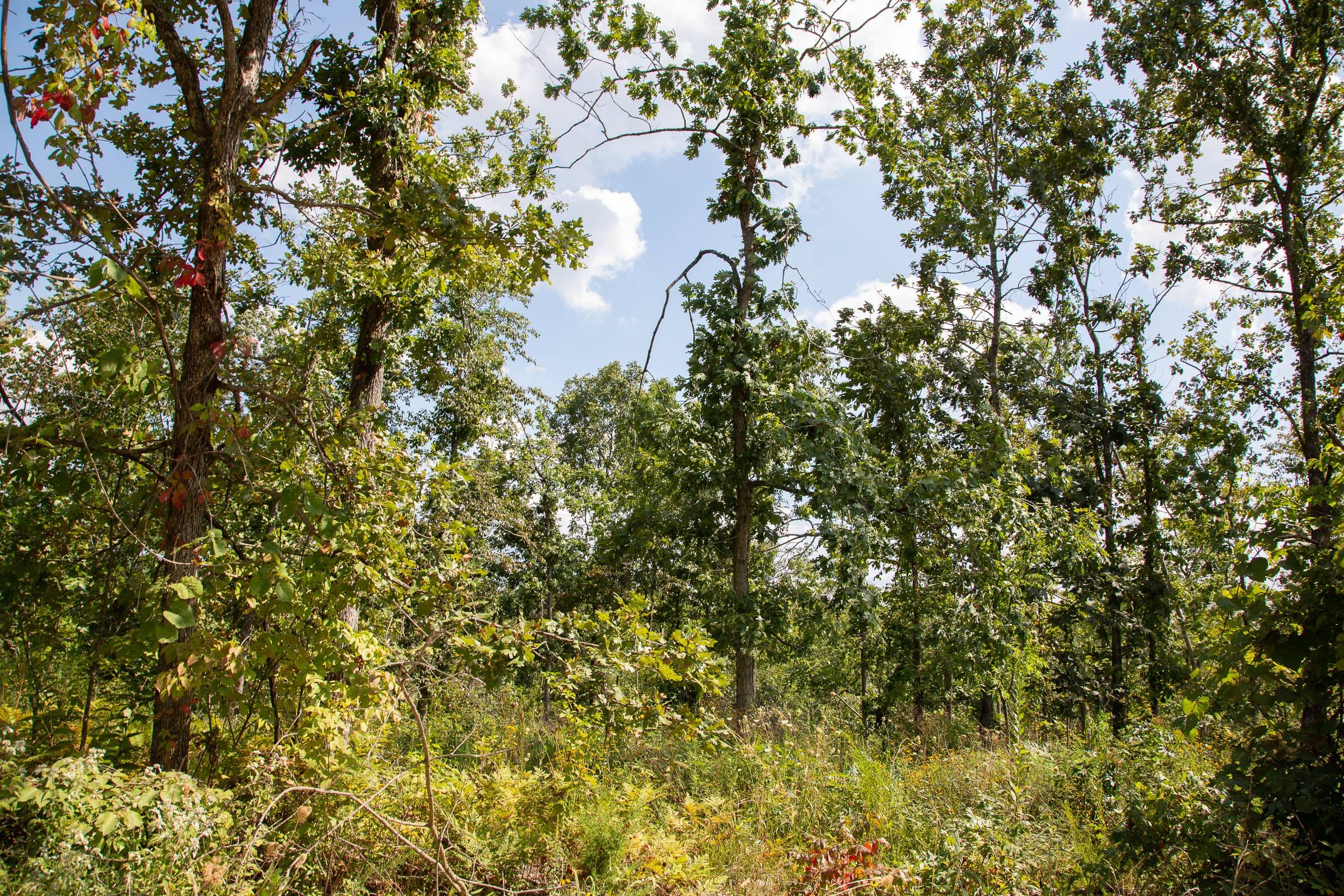 Borgmann’s Hollow Phase I Tract 17 photo 9
