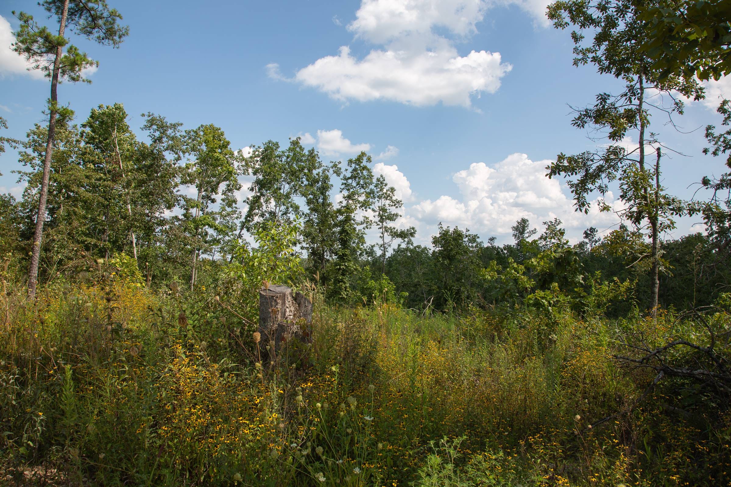 Borgmann’s Hollow Phase I Tract 17 photo 11