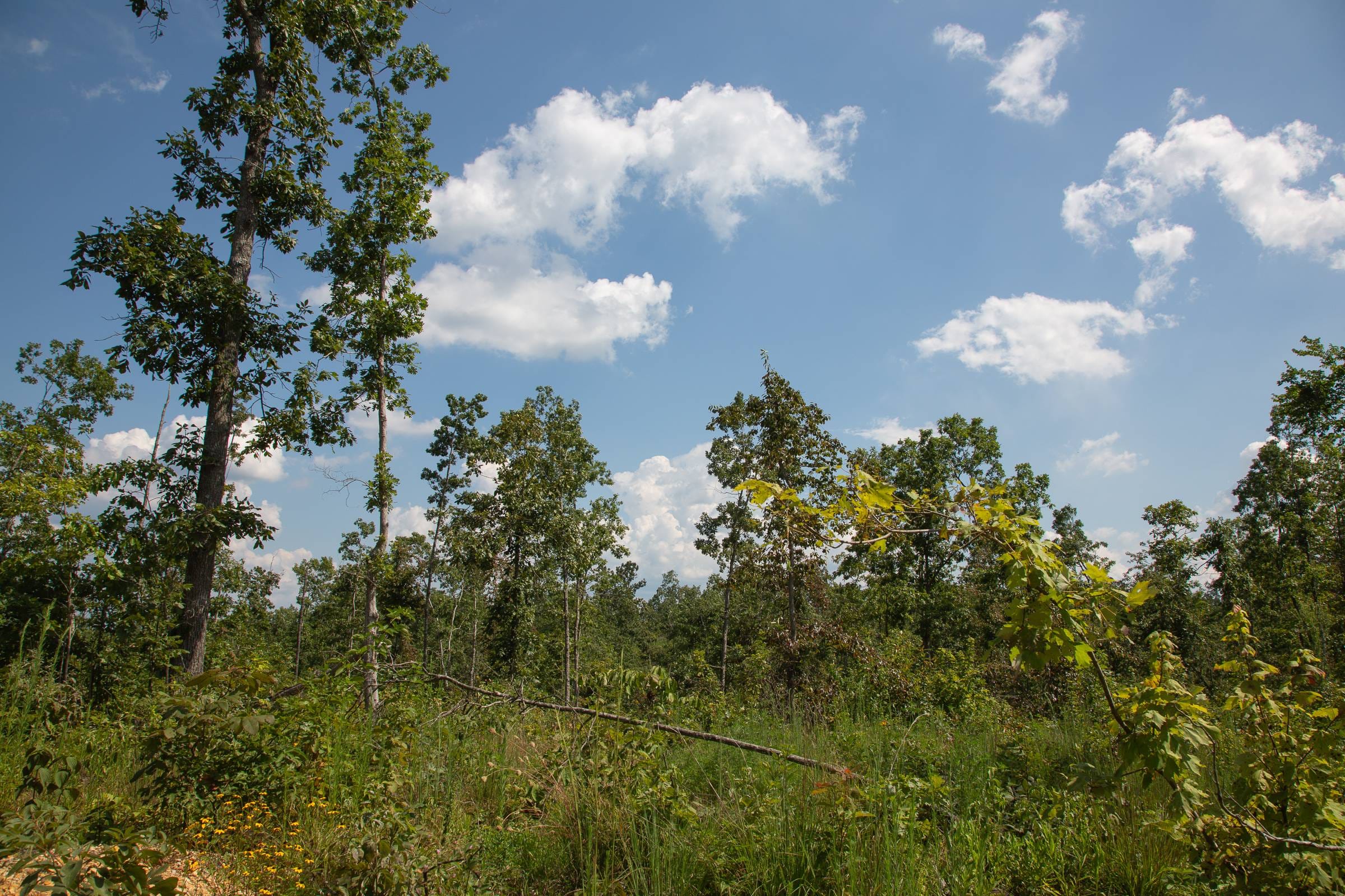 Borgmann’s Hollow Phase I Tract 17 photo 13