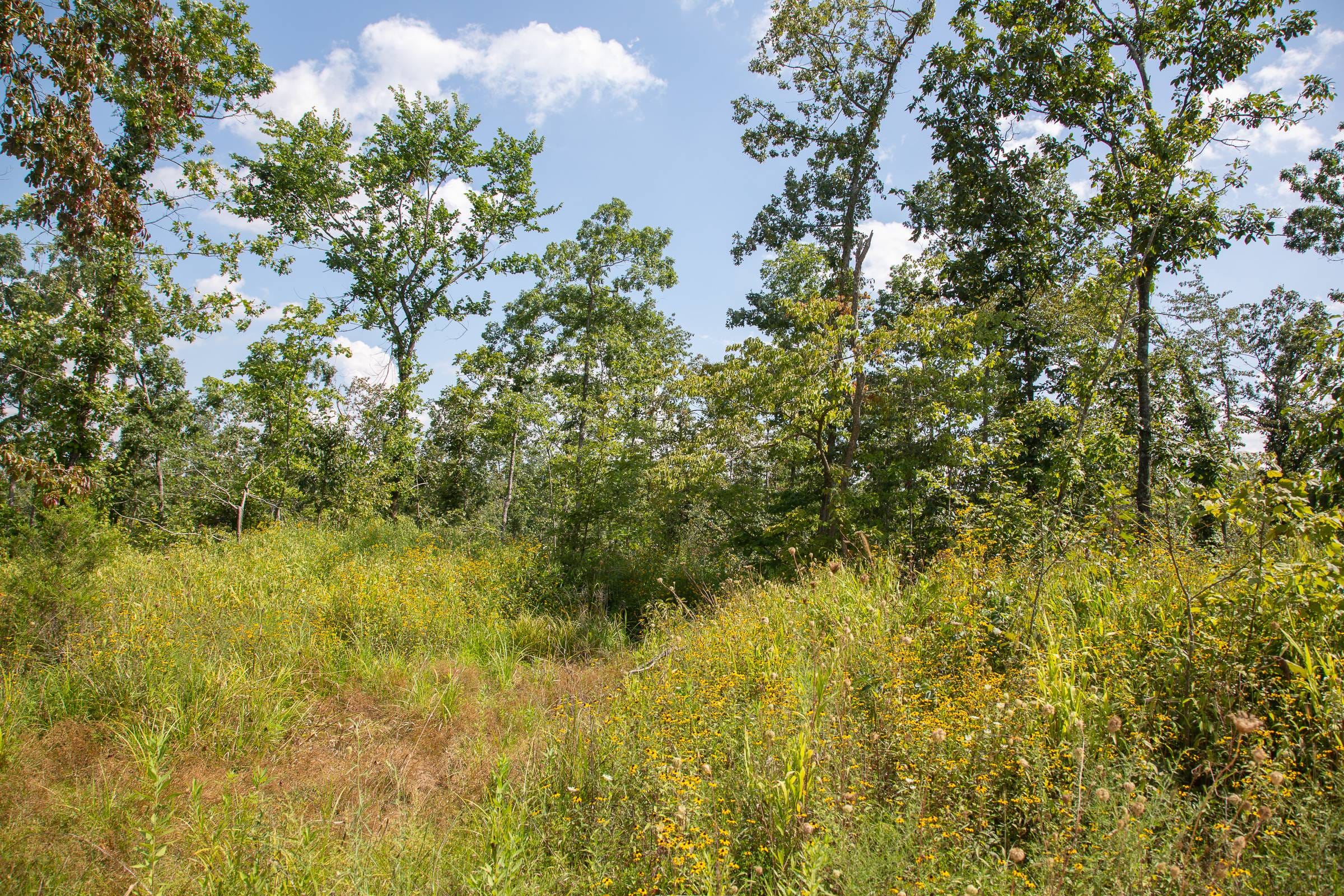 Borgmann’s Hollow Phase I Tract 17 photo 15