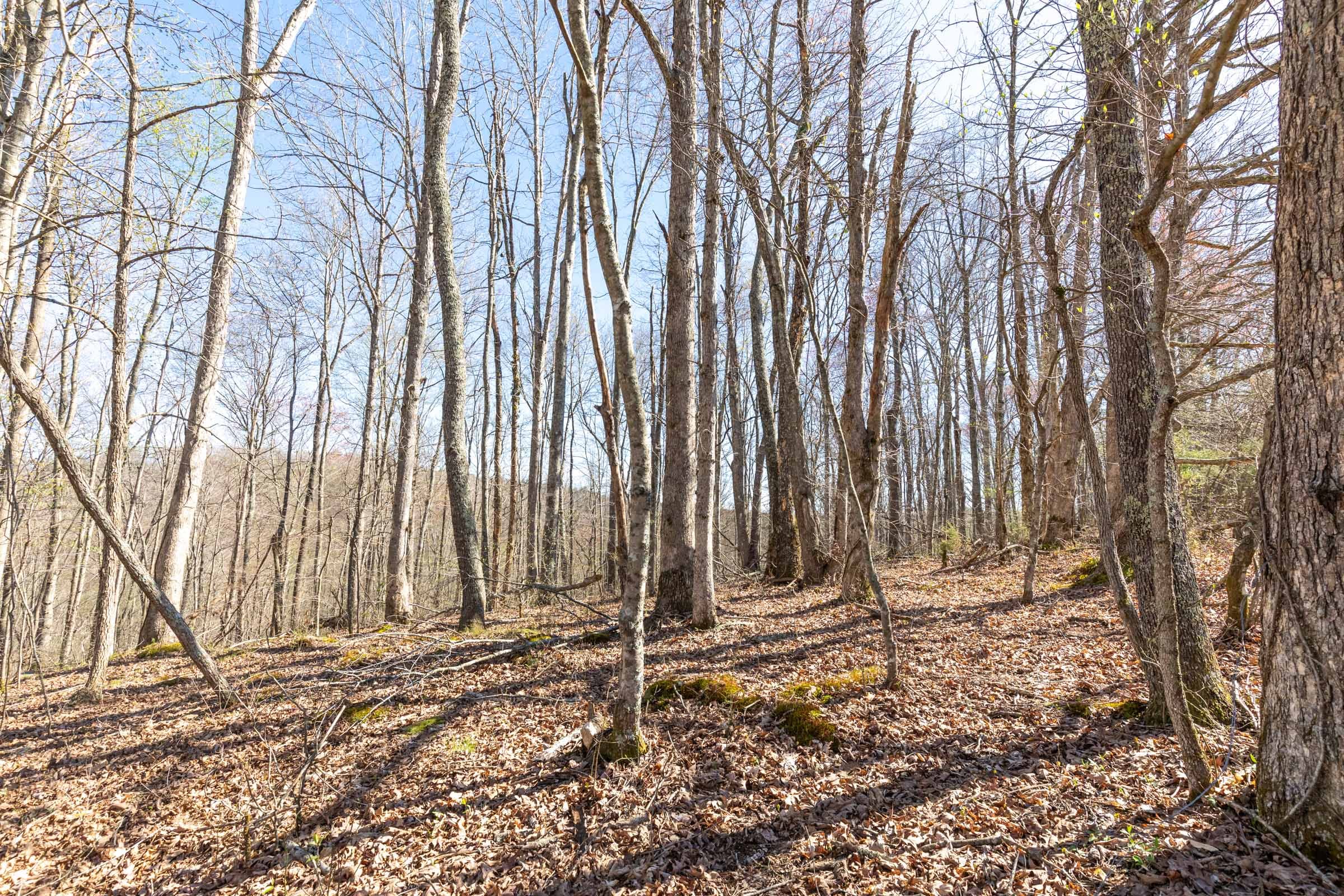 Woodland Heights Tract 3 photo 5