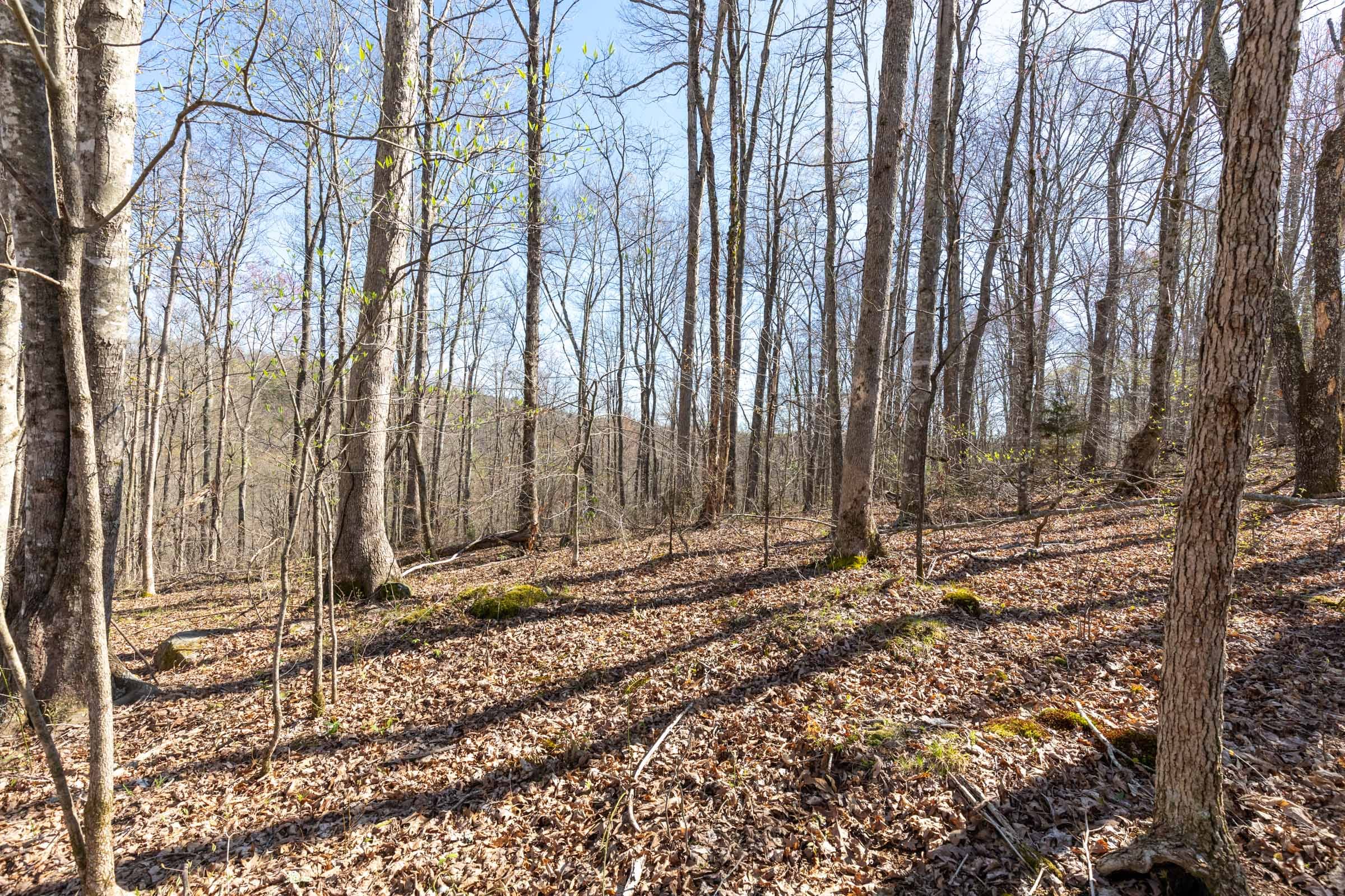 Woodland Heights Tract 3 photo 6