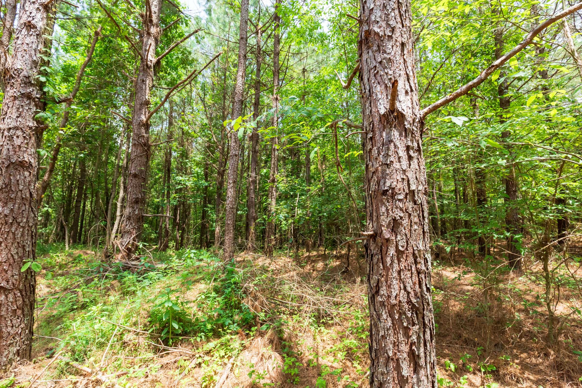 Whiskey Ridge Tract 107 photo 4