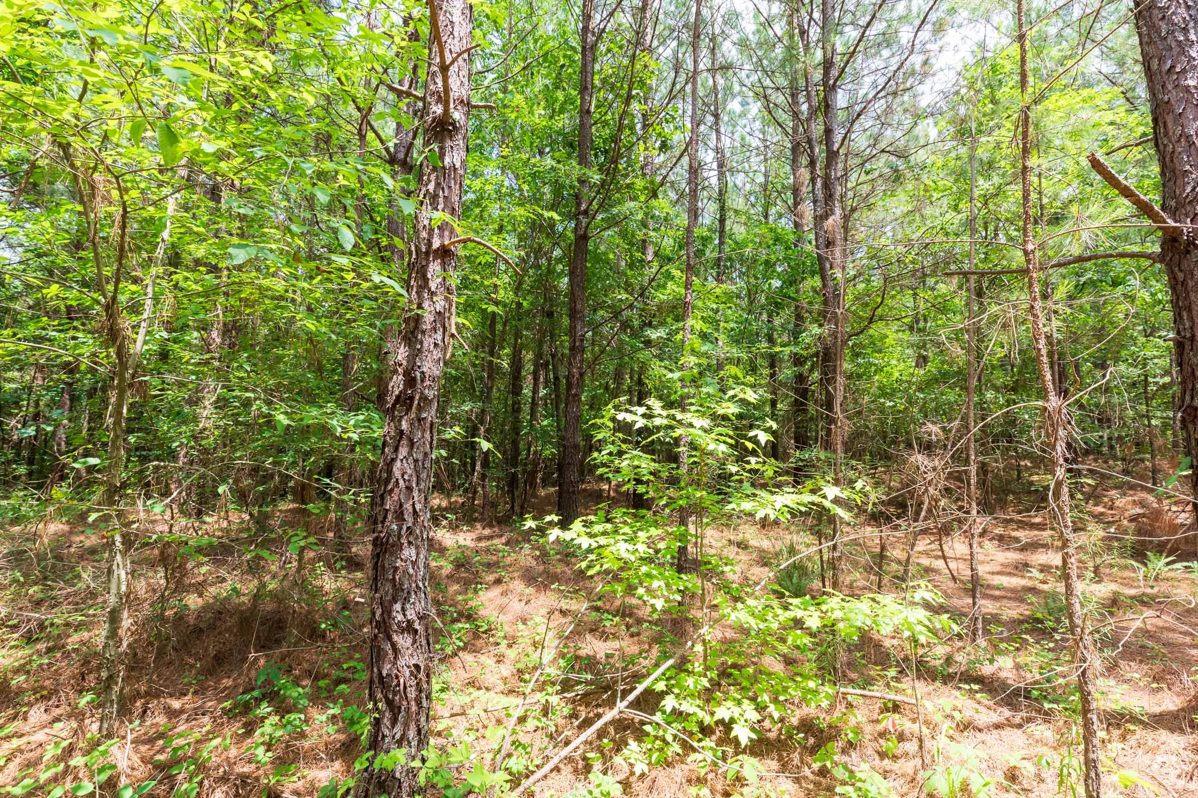 Whiskey Ridge Tract 107 photo 5