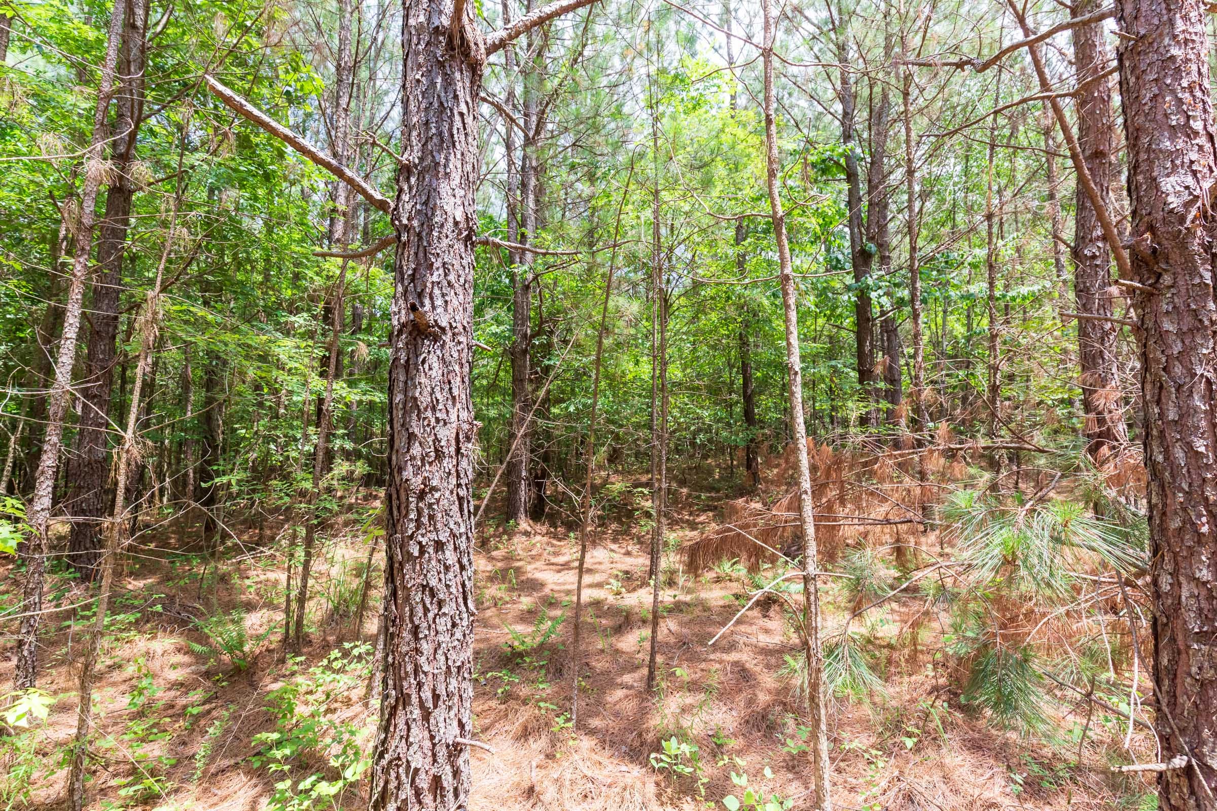 Whiskey Ridge Tract 107 photo 7