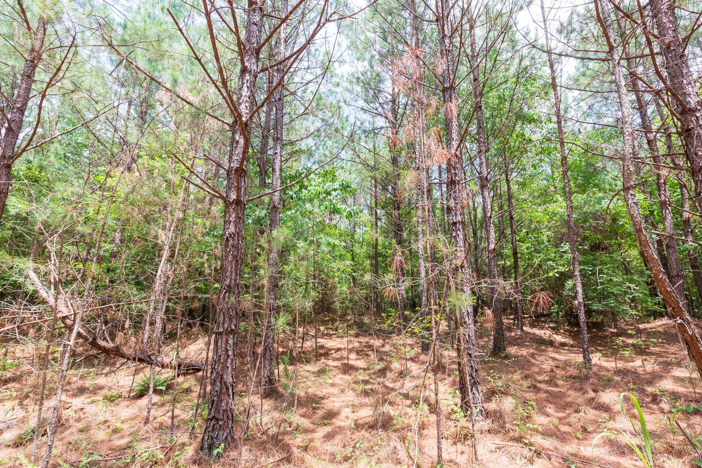 Whiskey Ridge Tract 107 photo 8