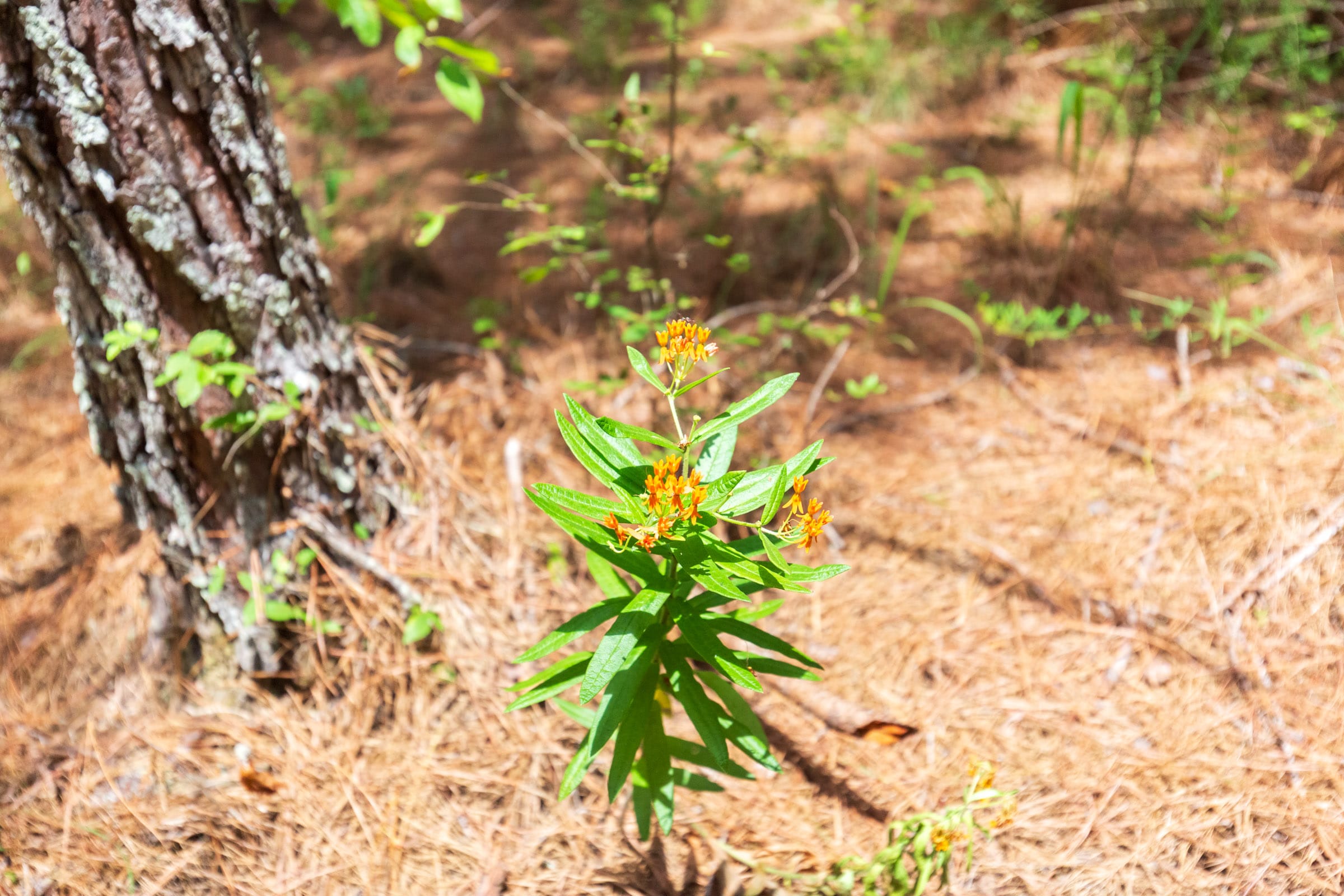 Whiskey Ridge Tract 107 photo 9