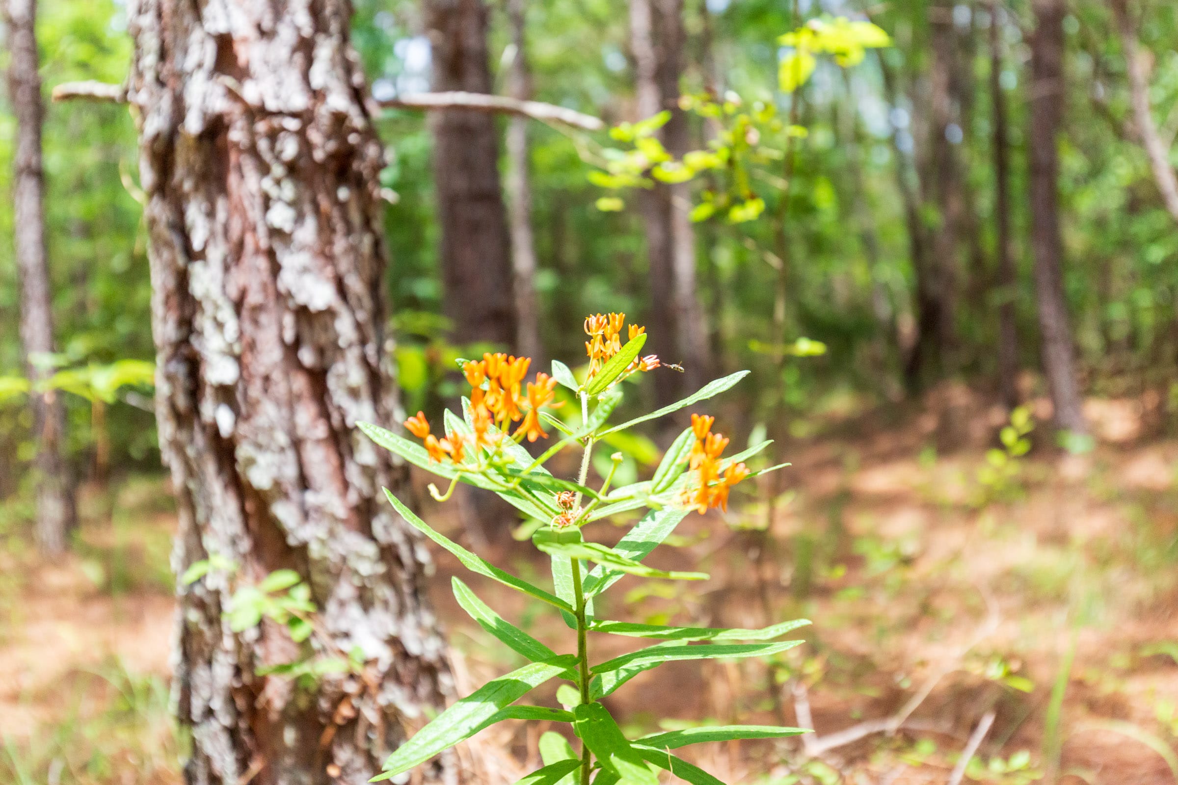 Whiskey Ridge Tract 107 photo 16
