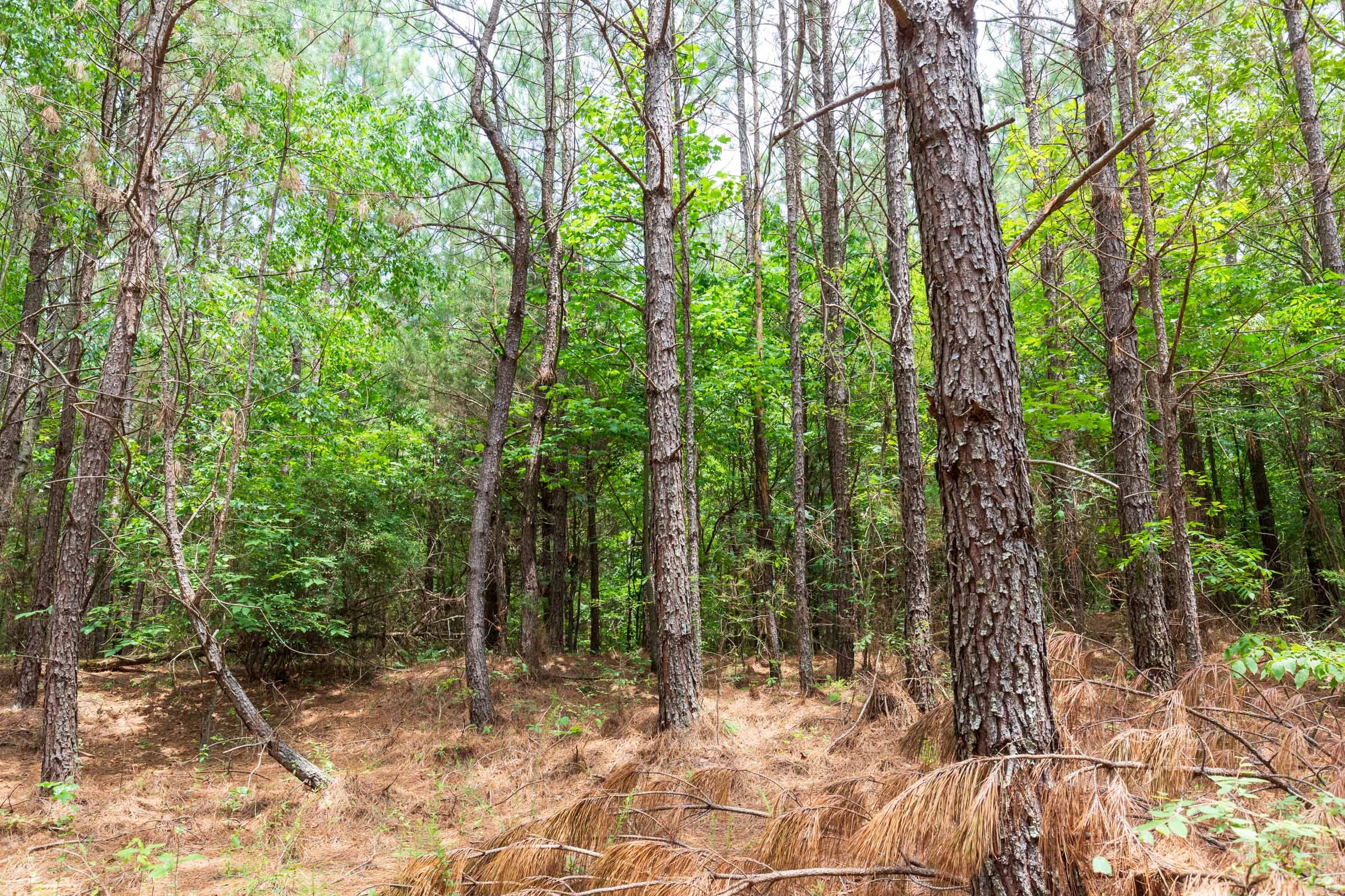 Whiskey Ridge Tract 107 photo 10