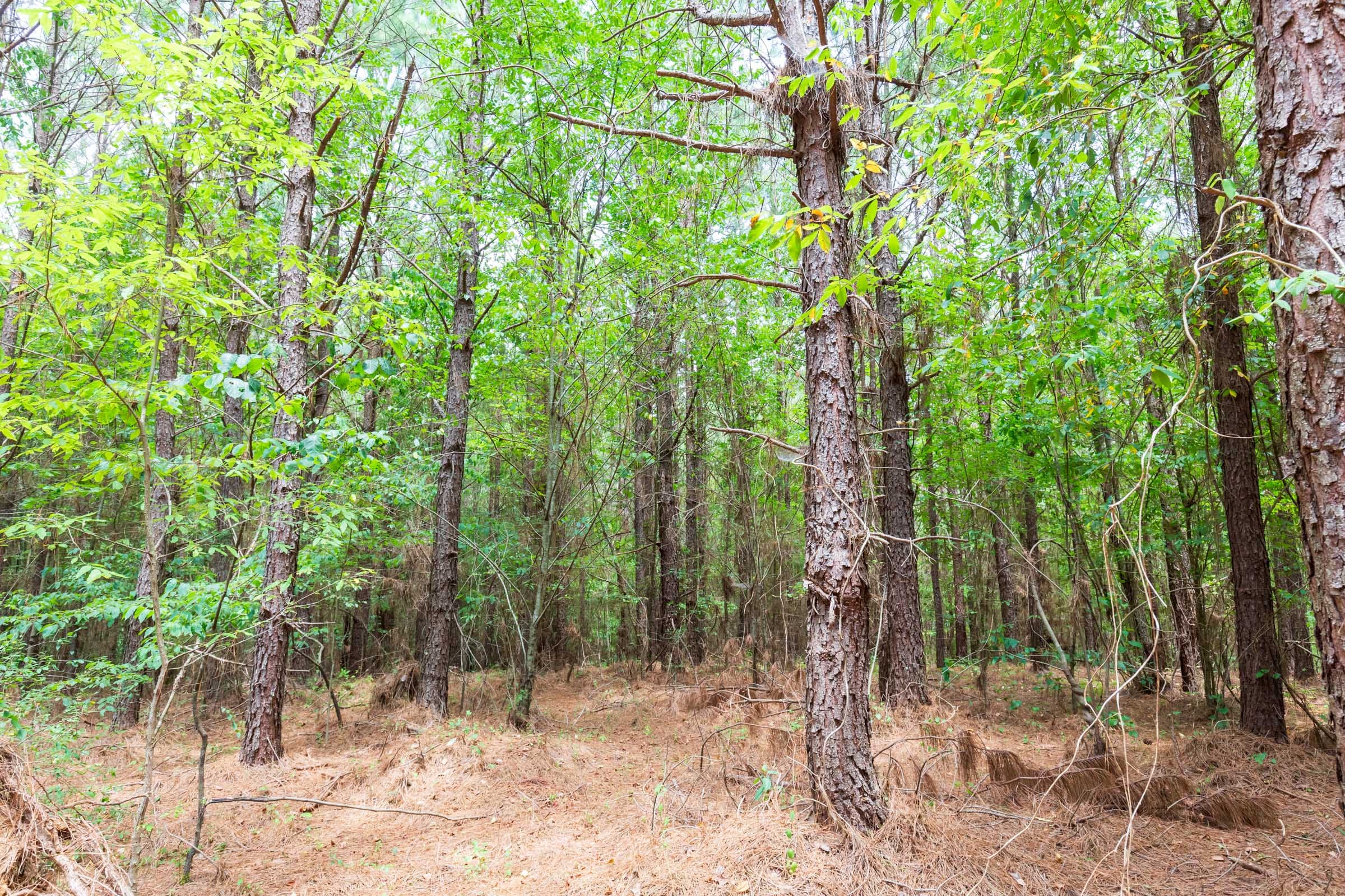 Whiskey Ridge Tract 107 photo 13