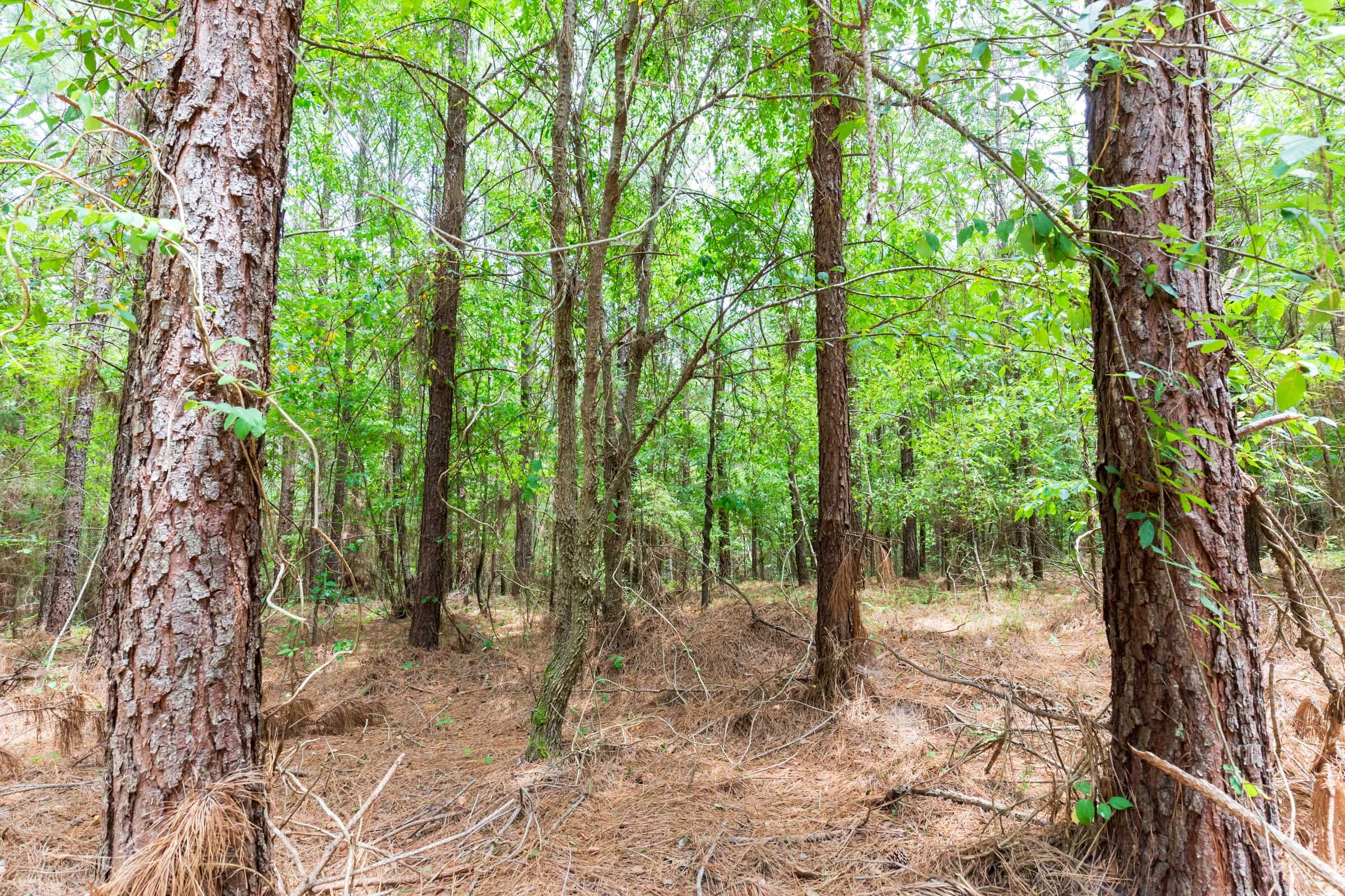 Whiskey Ridge Tract 107 photo 14