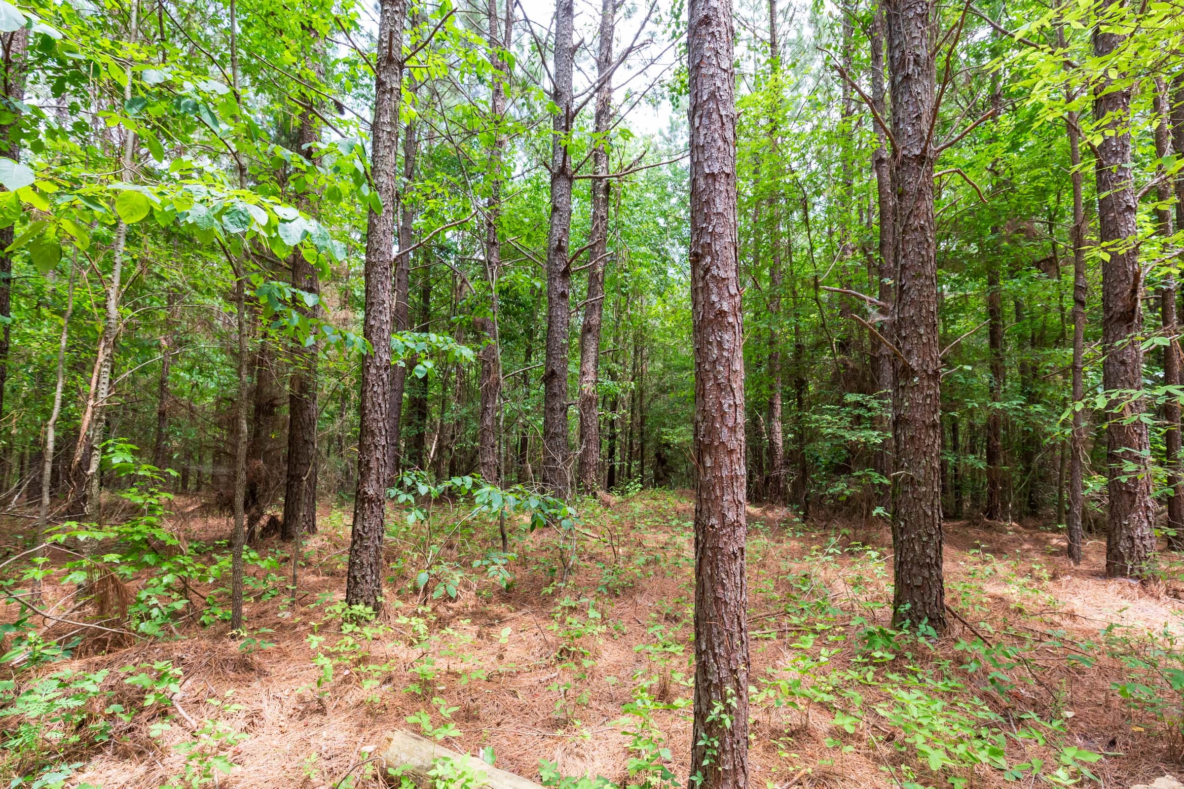 Whiskey Ridge Tract 107 photo 15