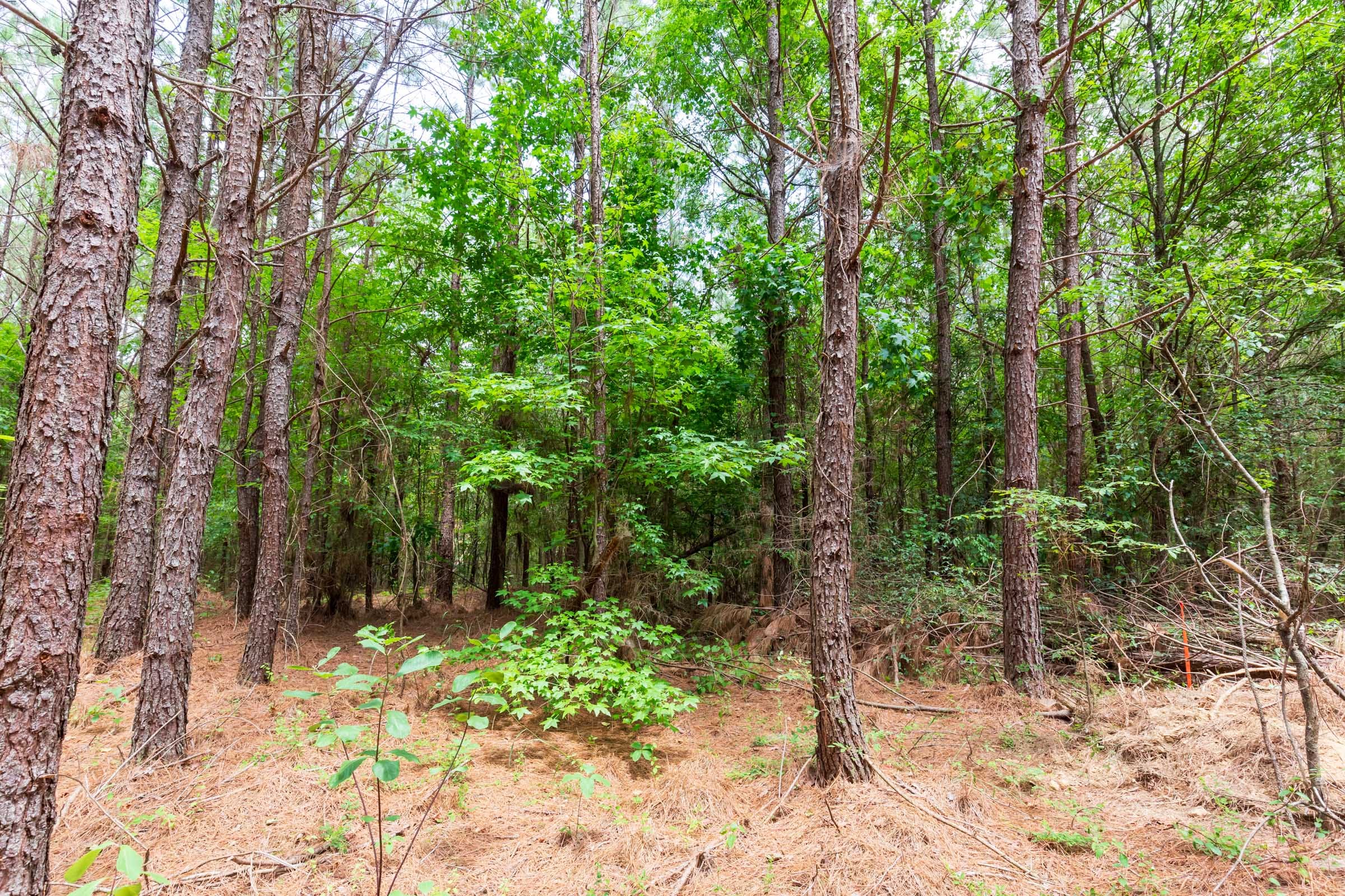 Whiskey Ridge Tract 107 photo 17