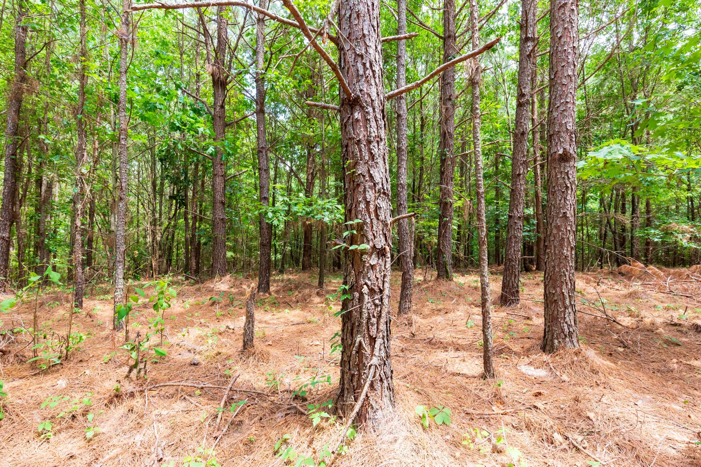 Whiskey Ridge Tract 107 photo 18