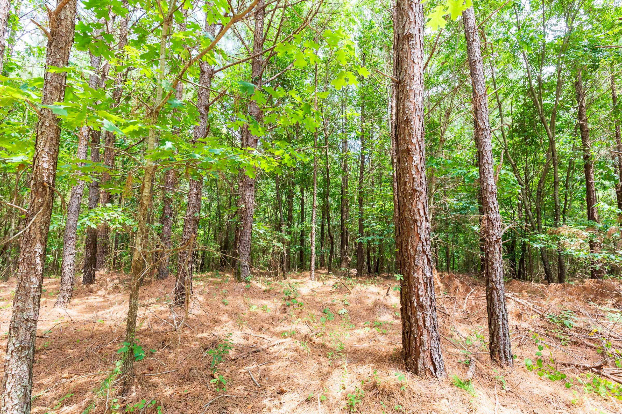 Whiskey Ridge Tract 107 photo 19