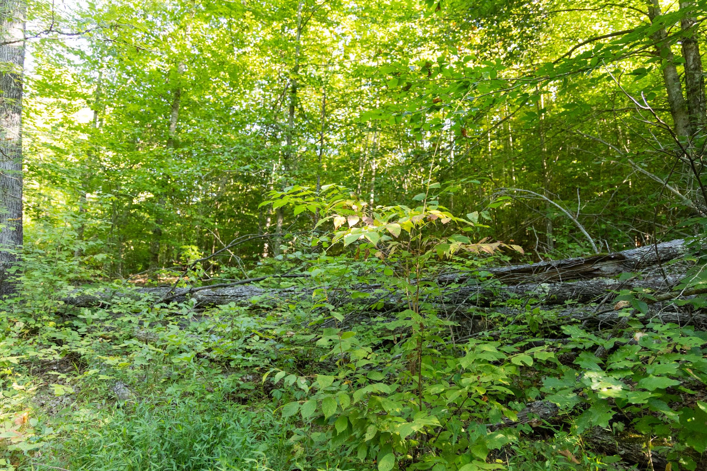 Big White Oak Tract 86 photo 18