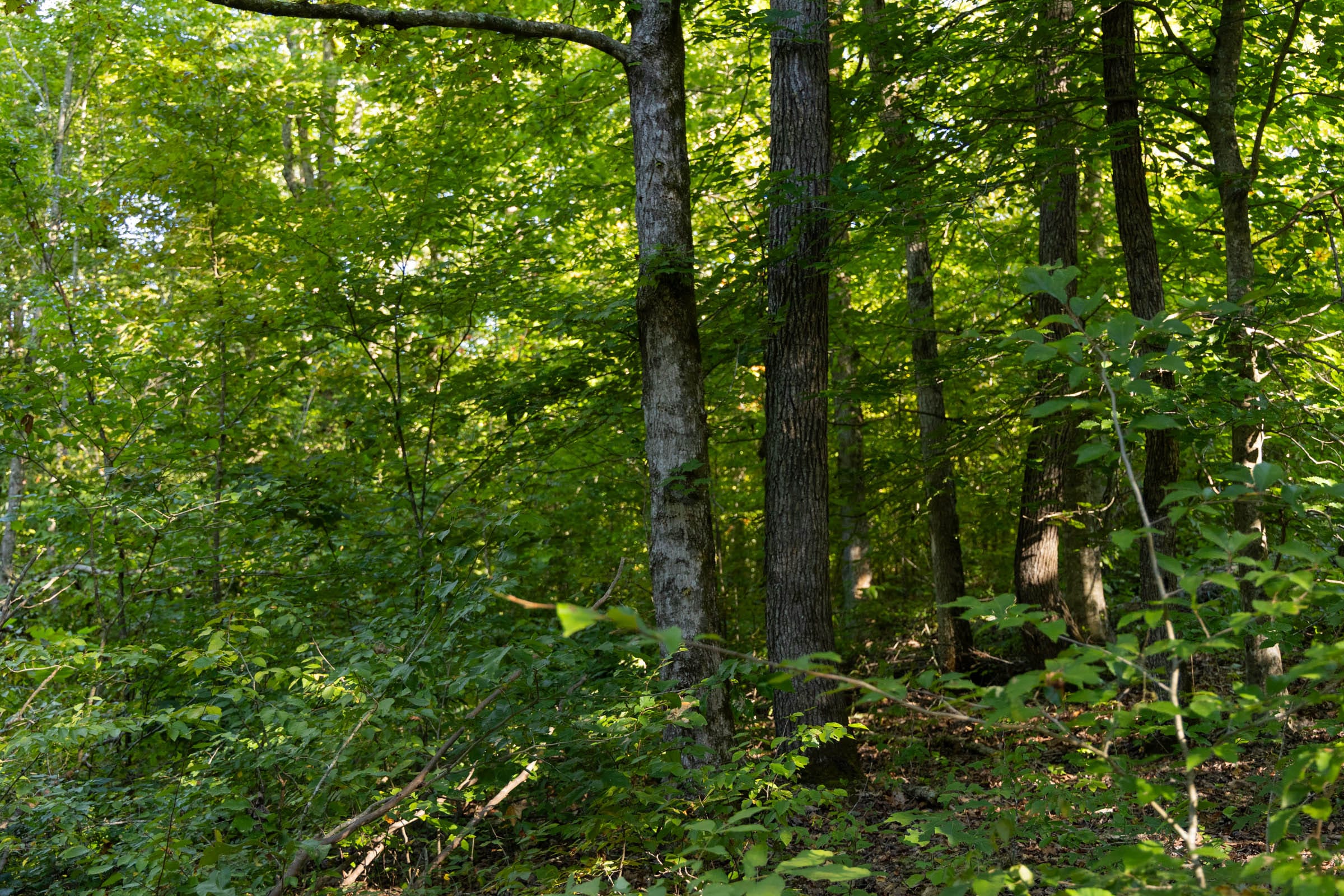 Big White Oak Tract 86 photo 17