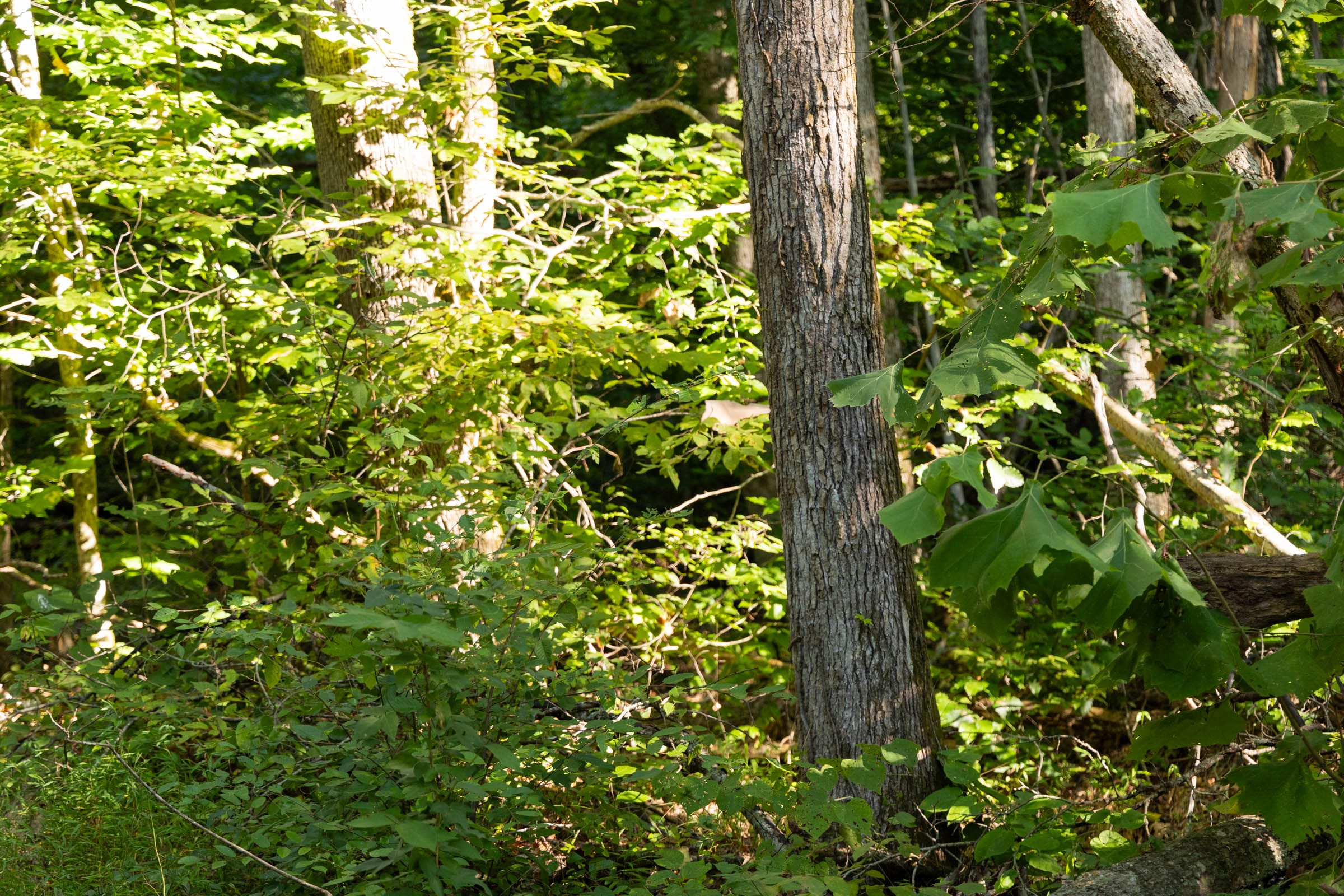 Big White Oak Tract 86 photo 16