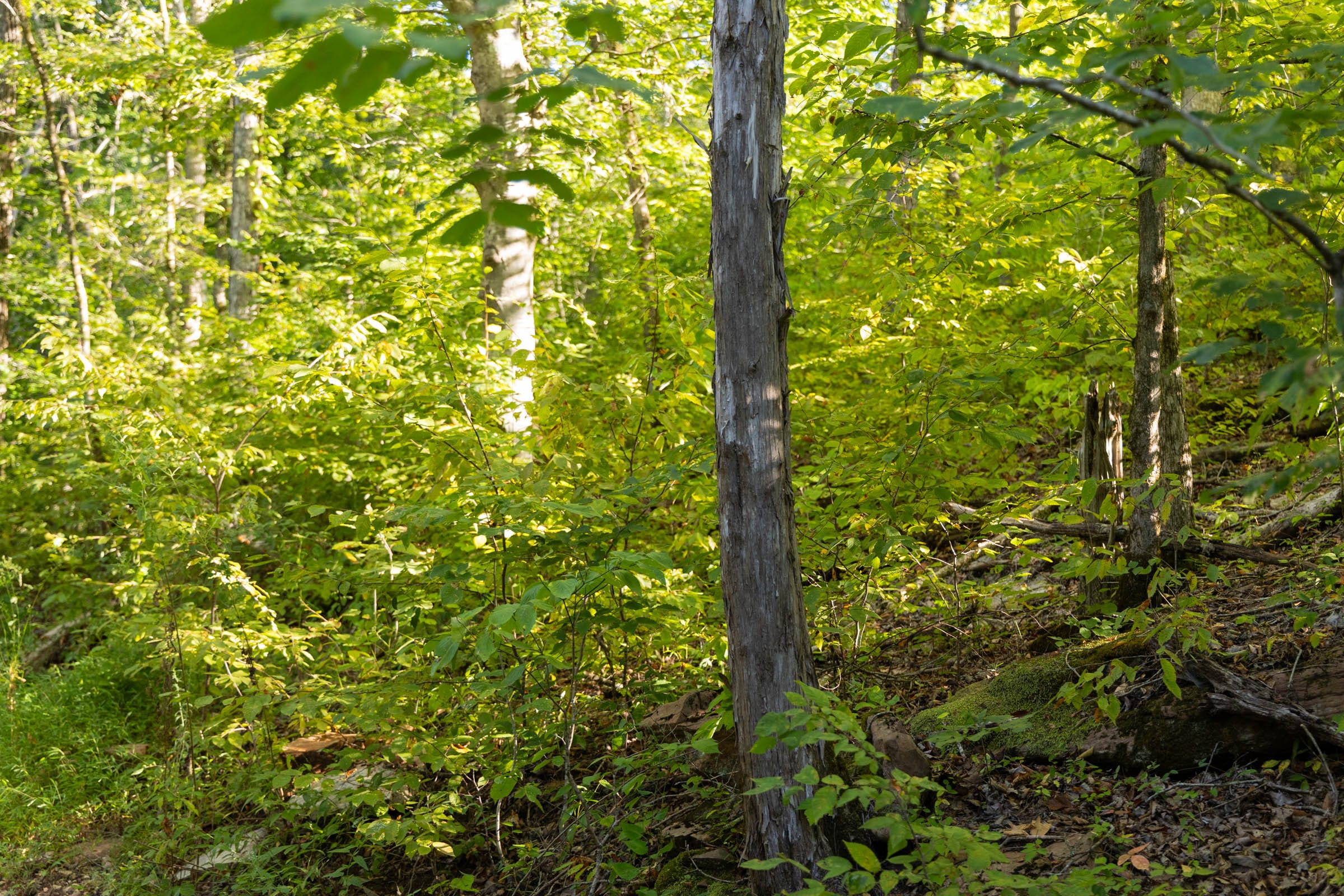 Big White Oak Tract 86 photo 14