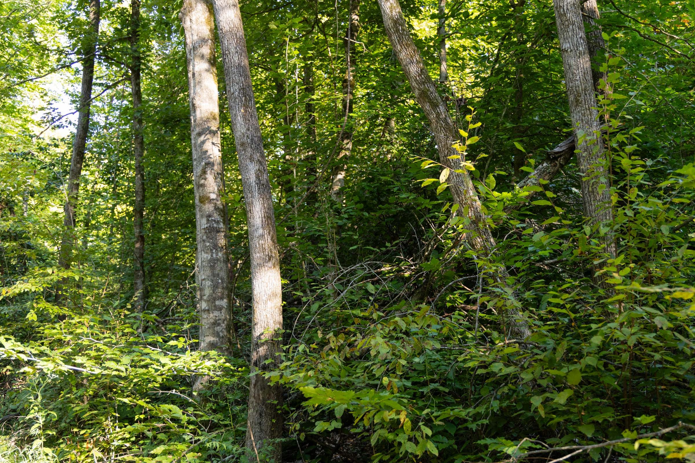 Big White Oak Tract 86 photo 13