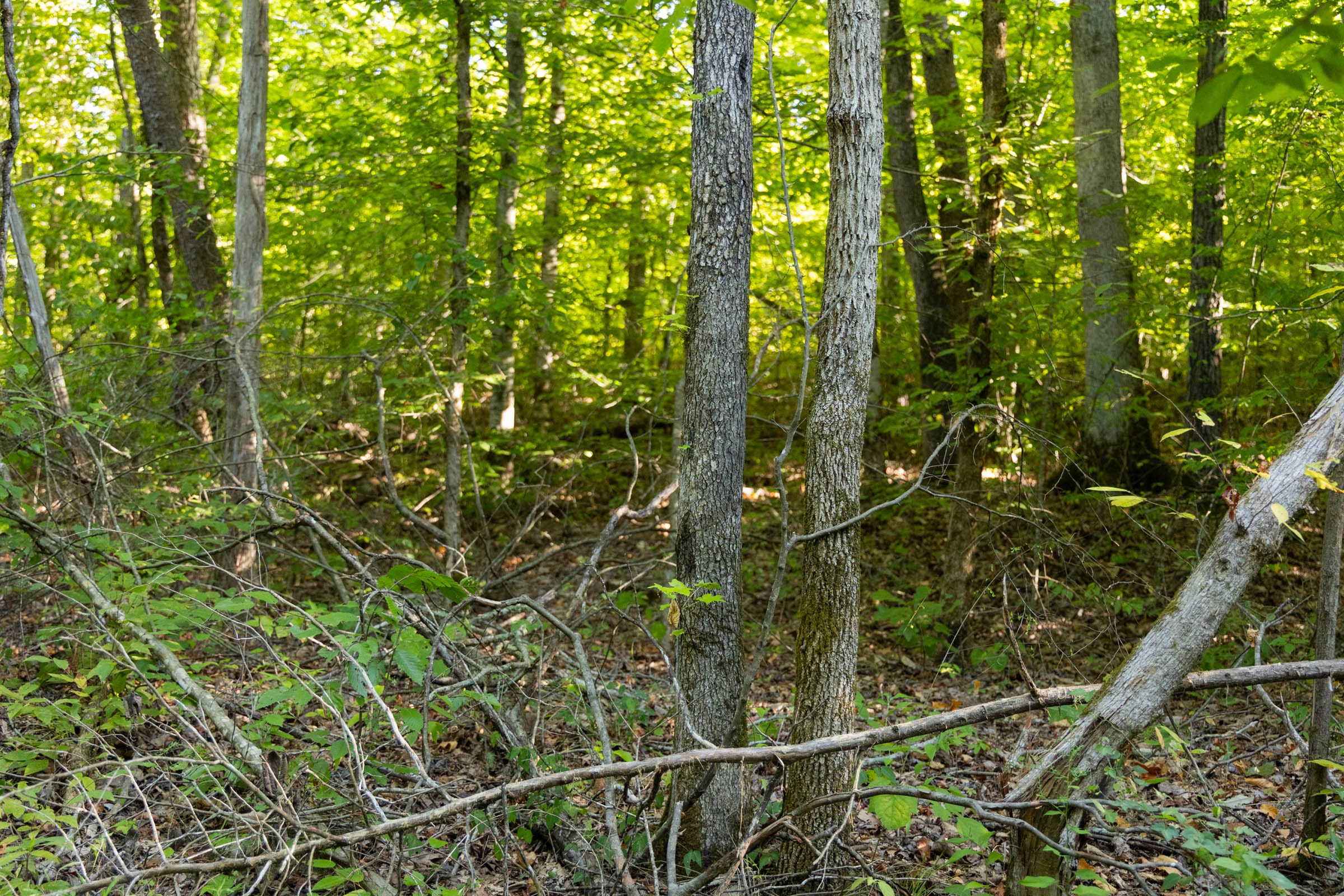Big White Oak Tract 86 photo 12