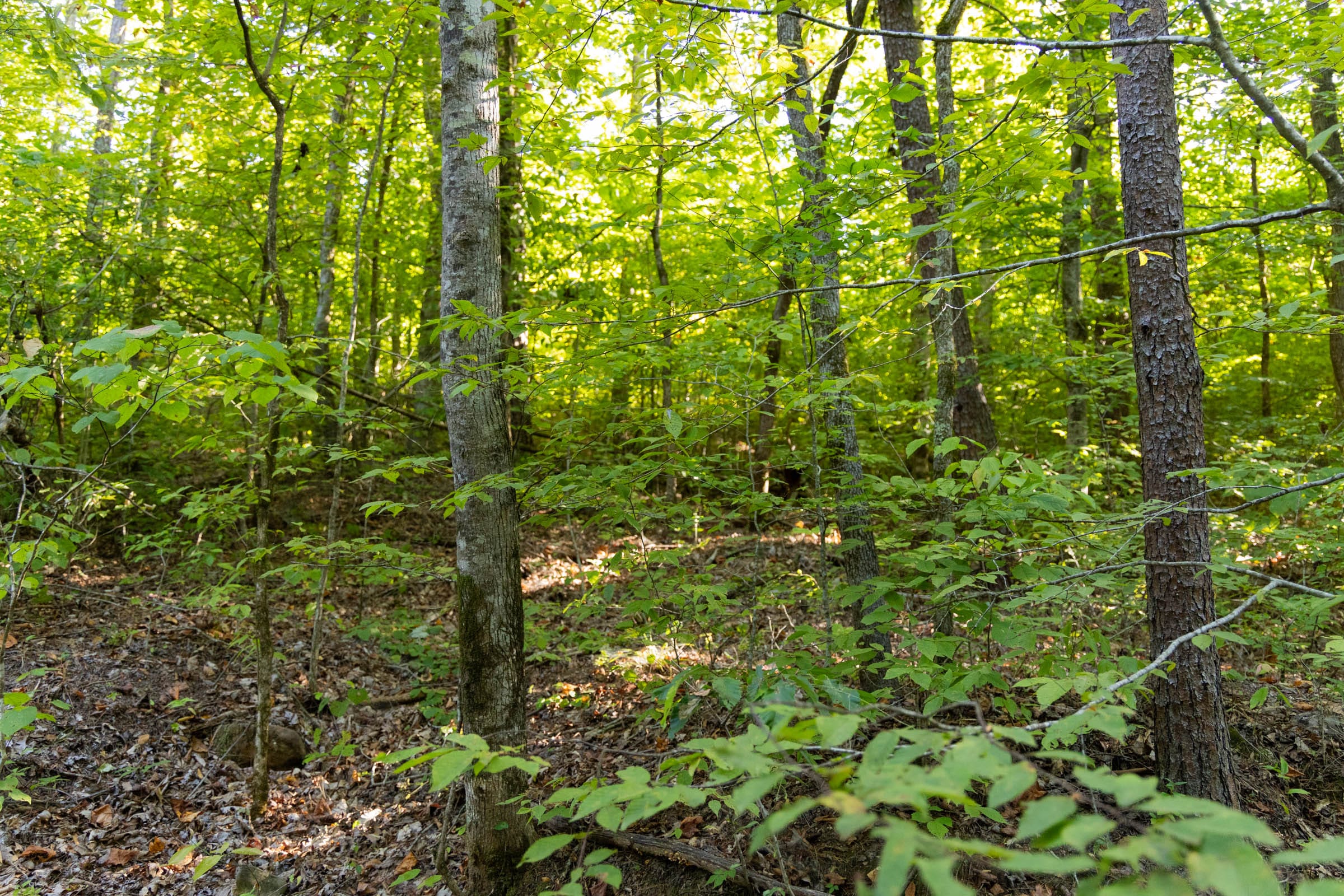 Big White Oak Tract 86 photo 10