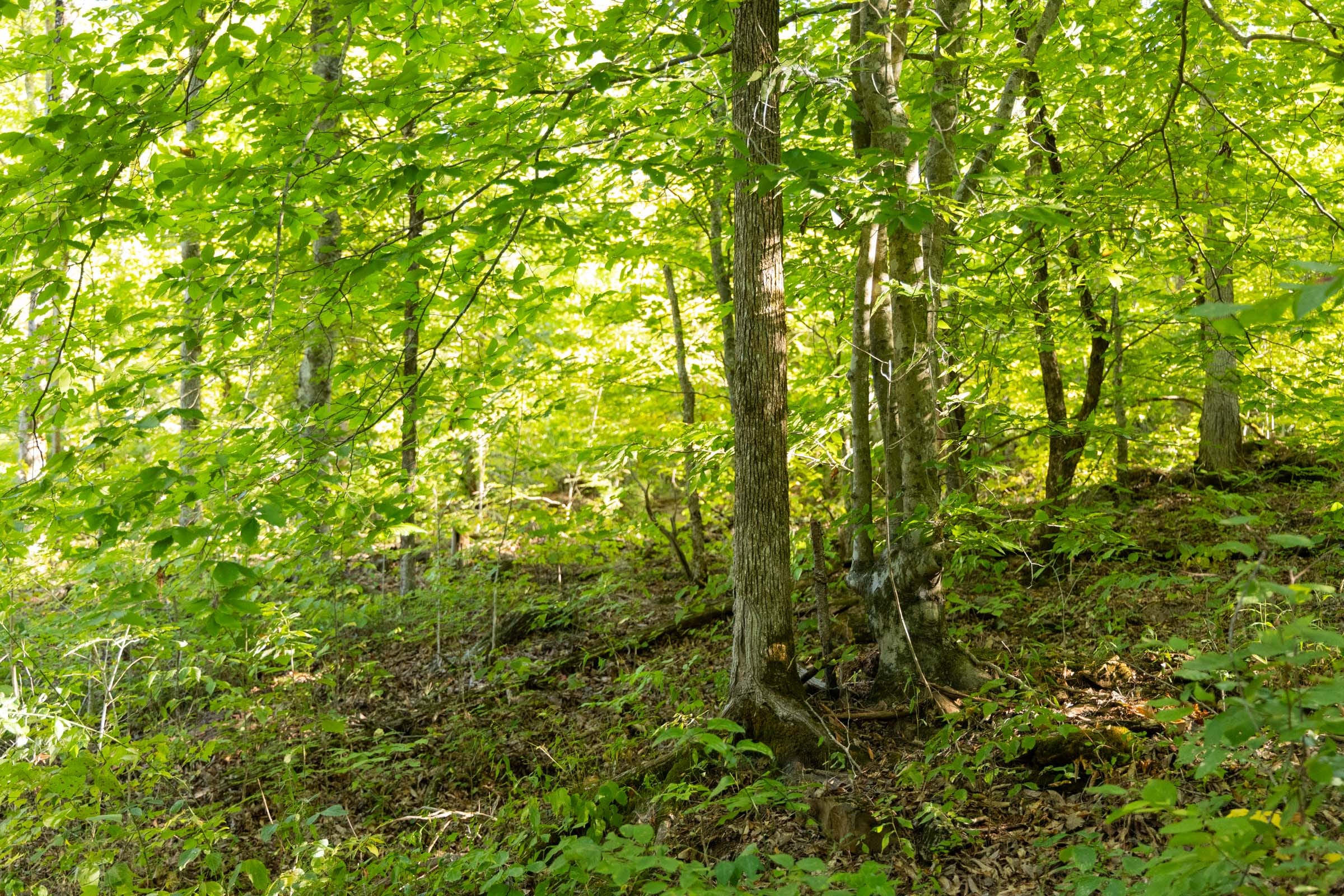 Big White Oak Tract 86 photo 9