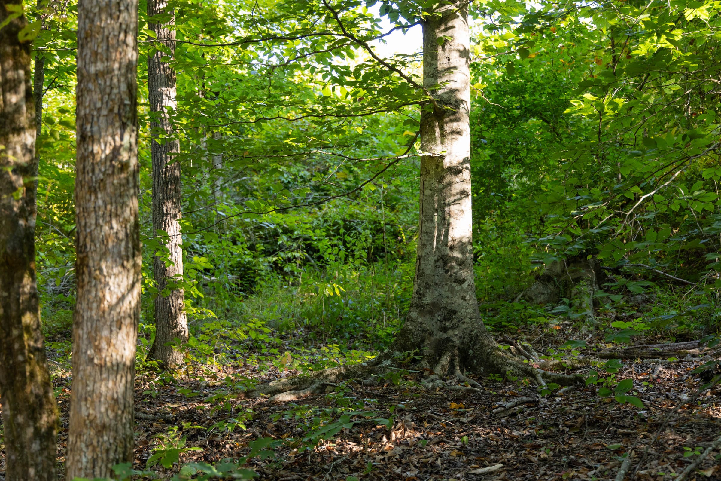Big White Oak Tract 86 photo 8