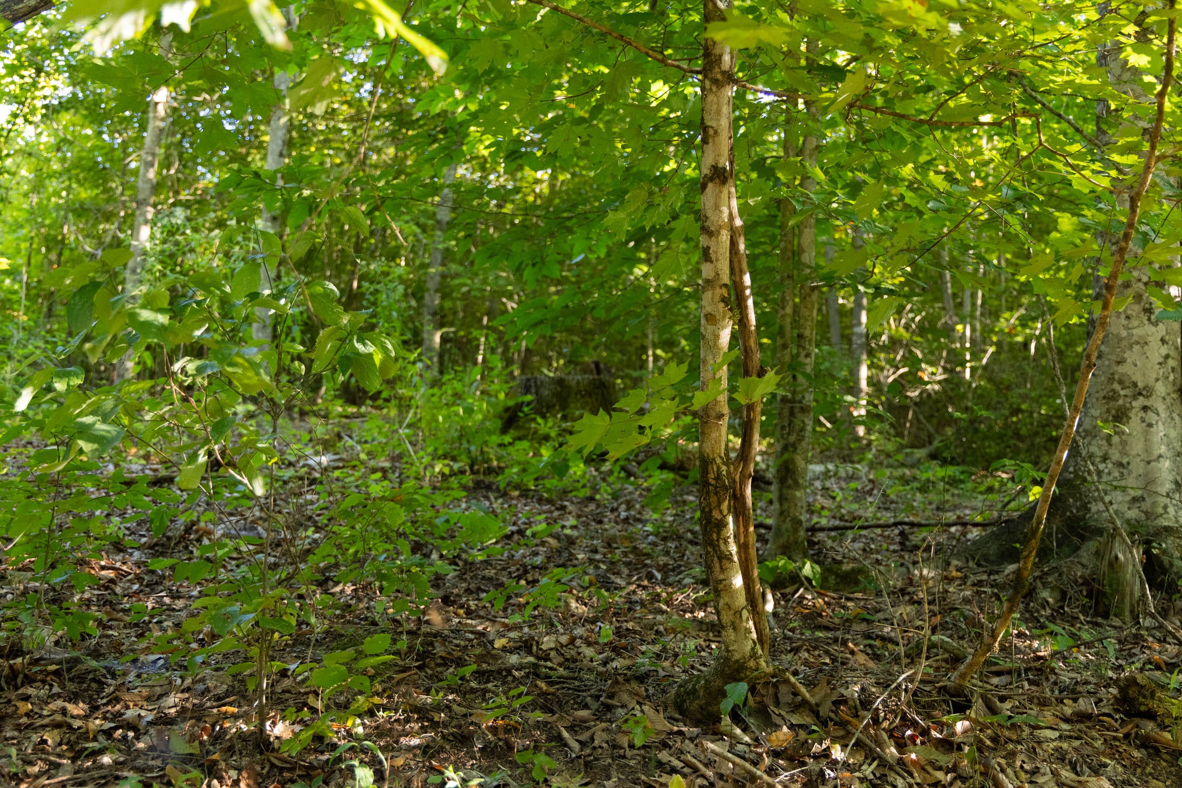 Big White Oak Tract 86 photo 4