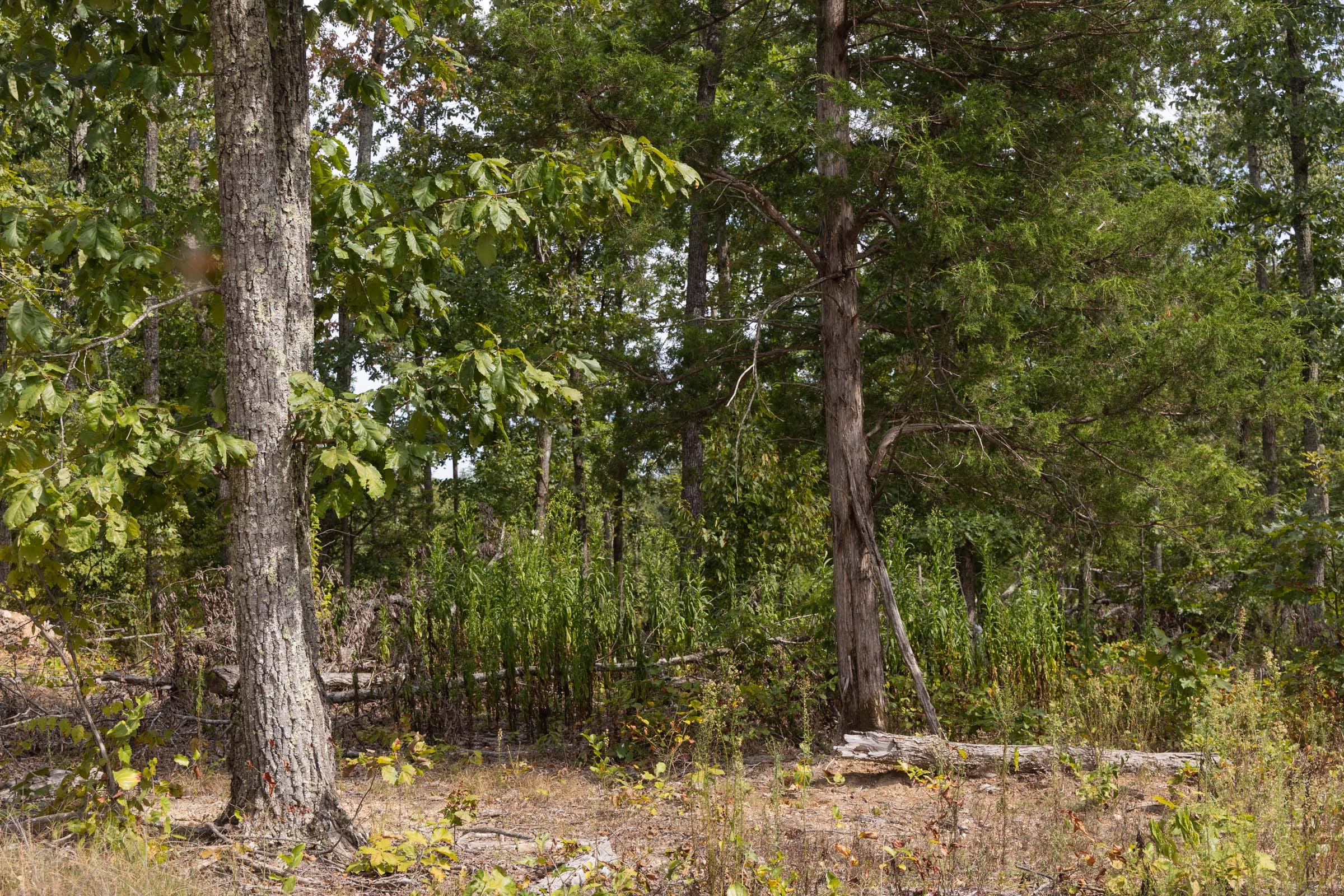 Big White Oak Tract 86 photo 3