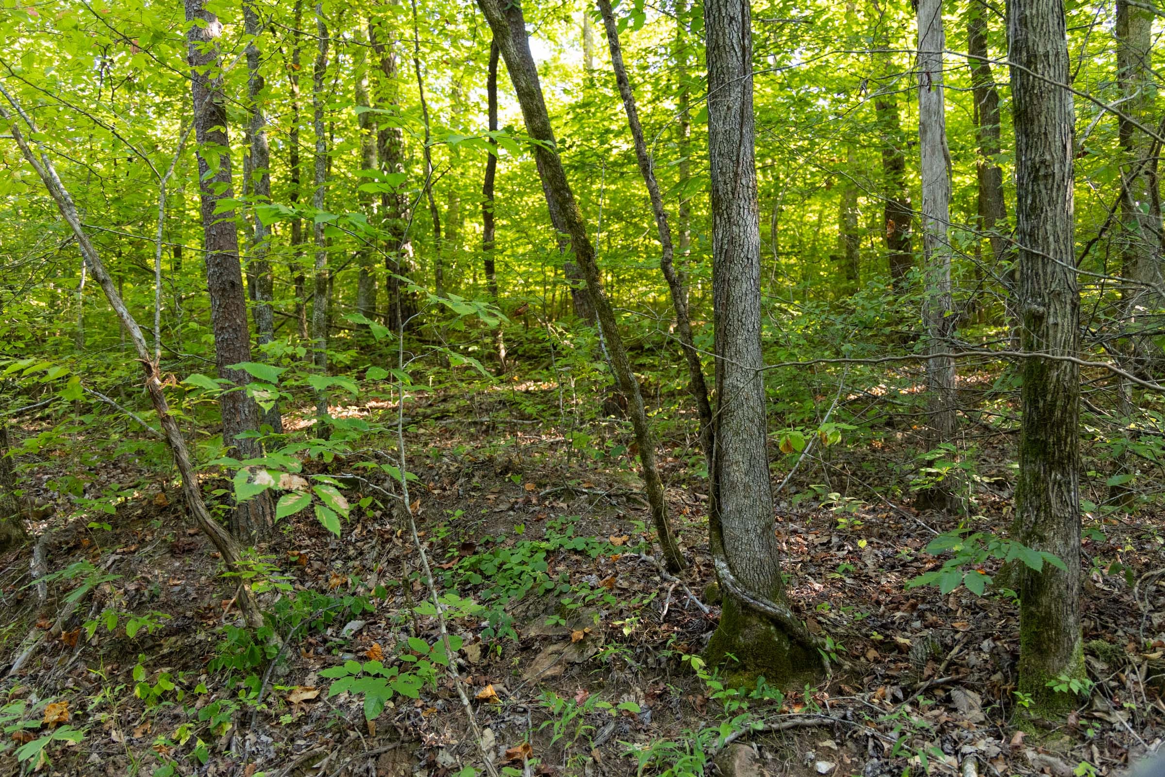 Big White Oak Tract 86 photo 2