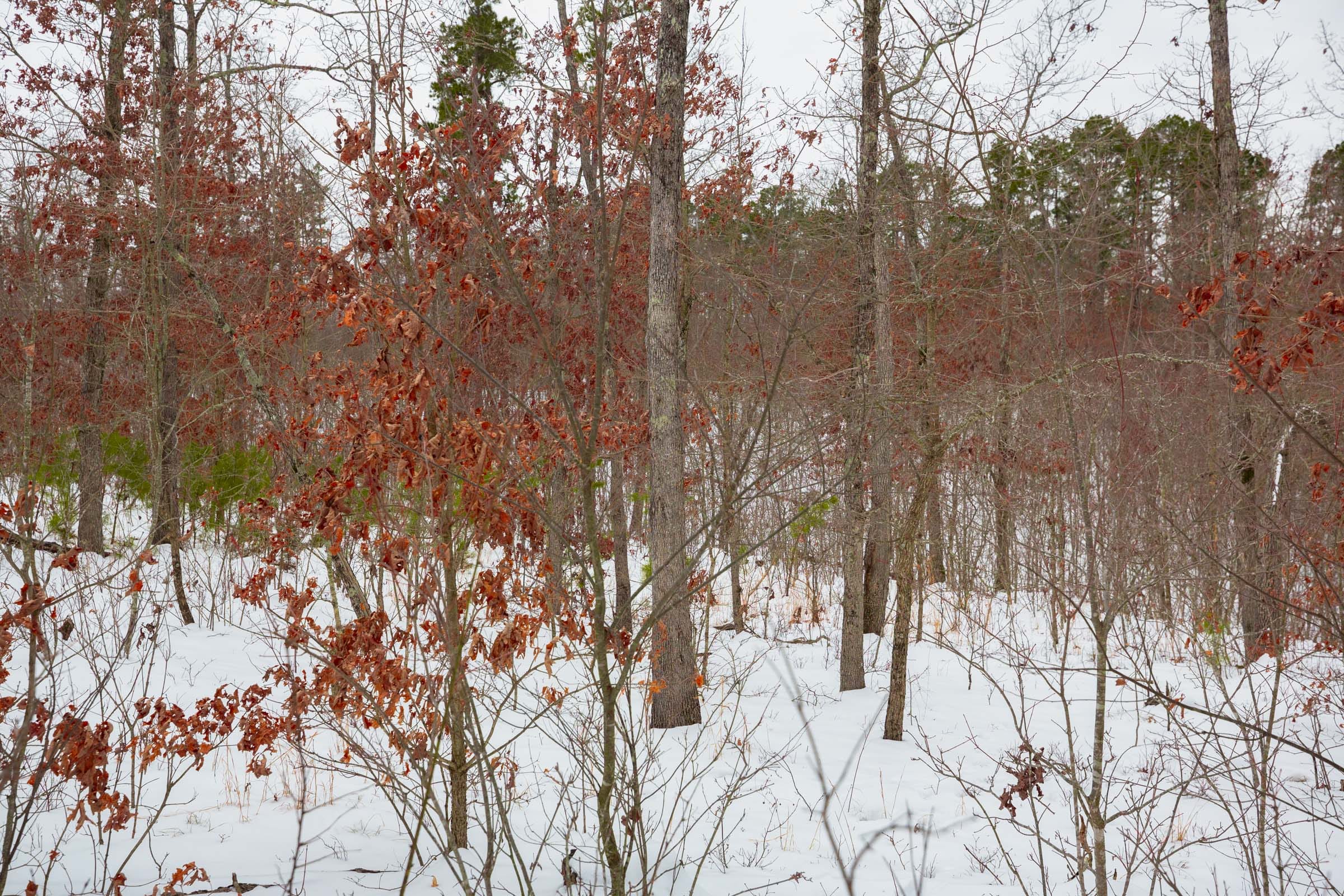 Sleepy Hollow Phase I Tract 16 photo 13