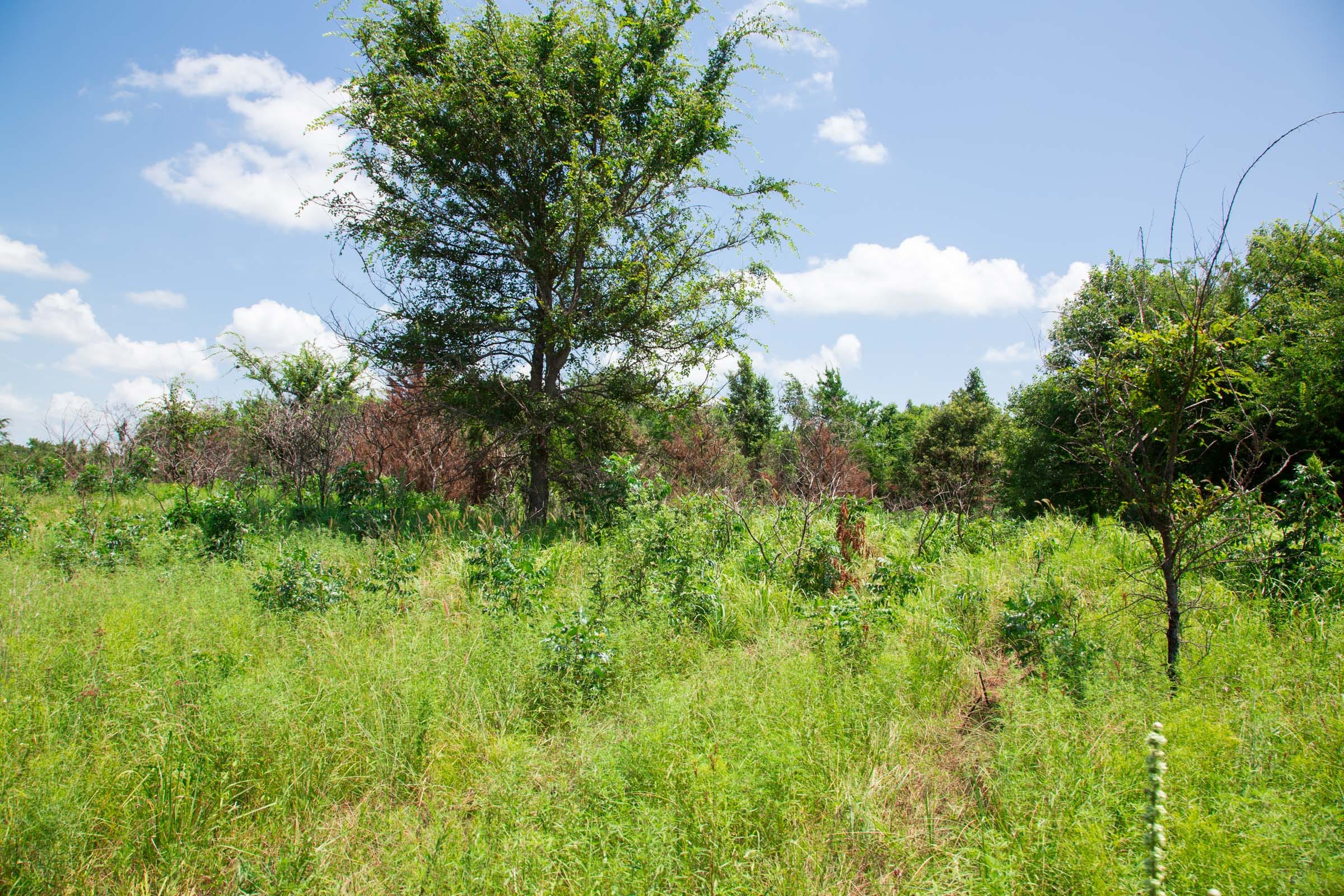 Deep Fork Ranch Tract 4 photo 4