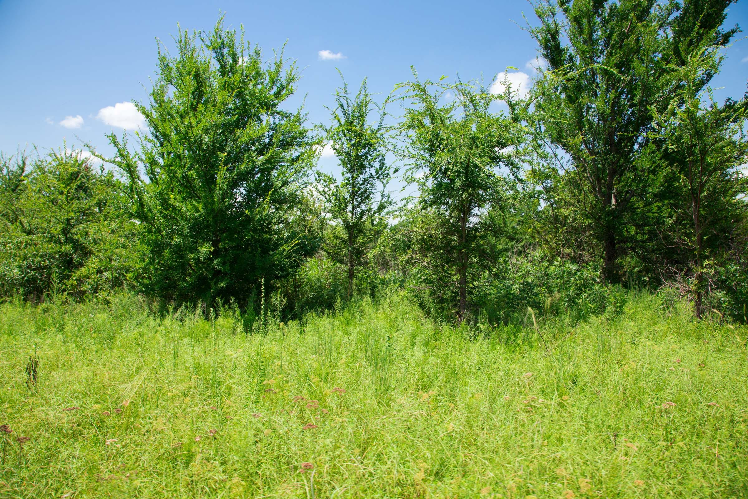 Deep Fork Ranch Tract 4 photo 9
