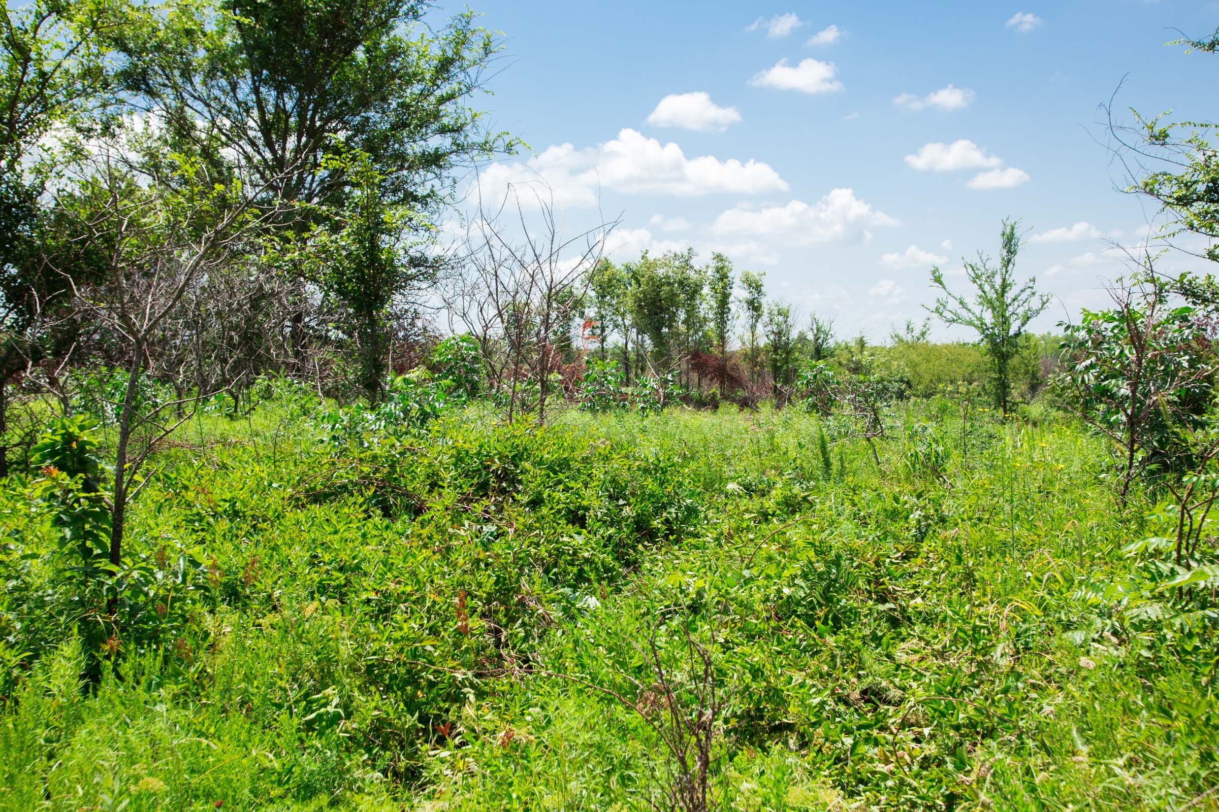 Deep Fork Ranch Tract 4 photo 10