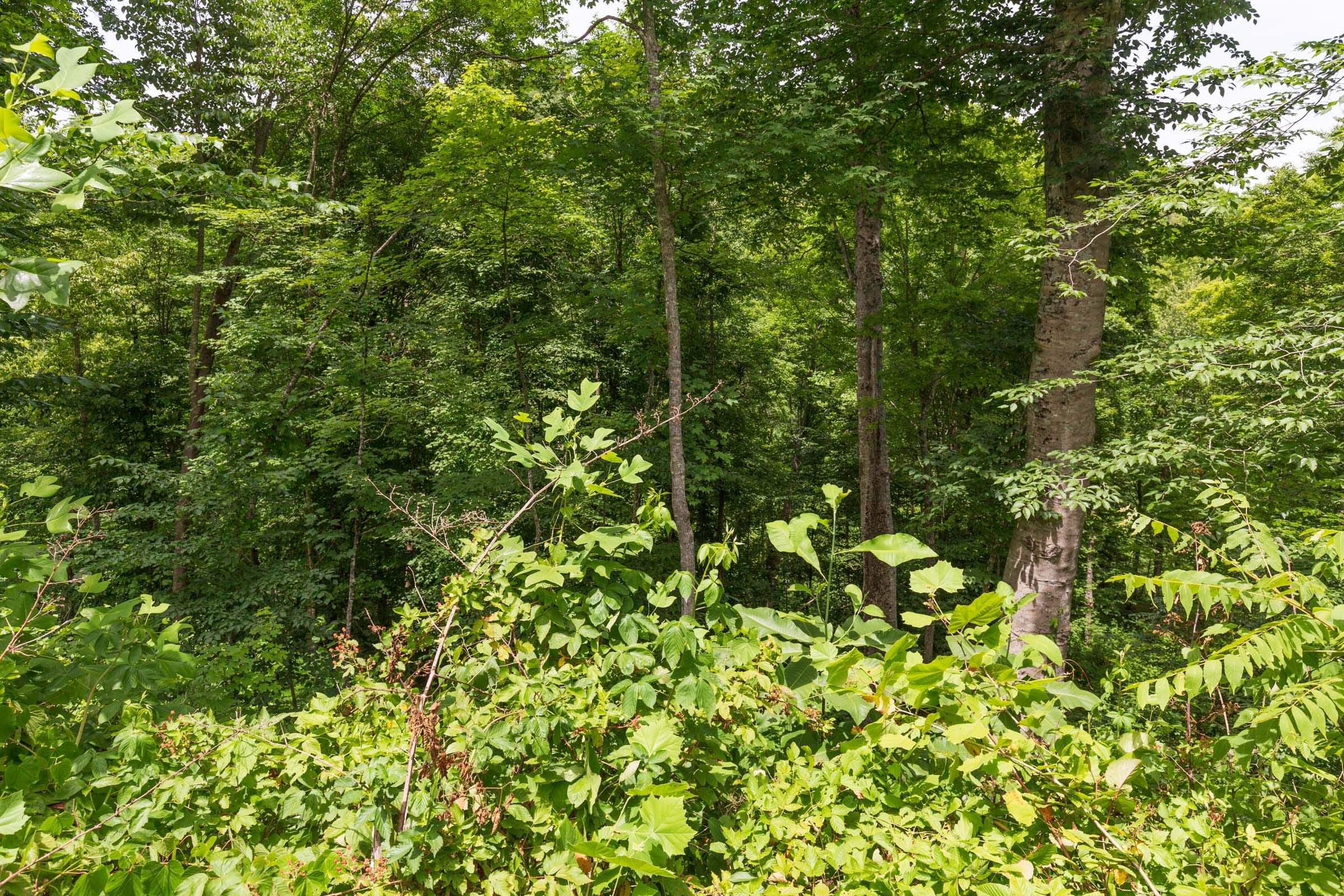 River’s Edge Tract 13 photo 4