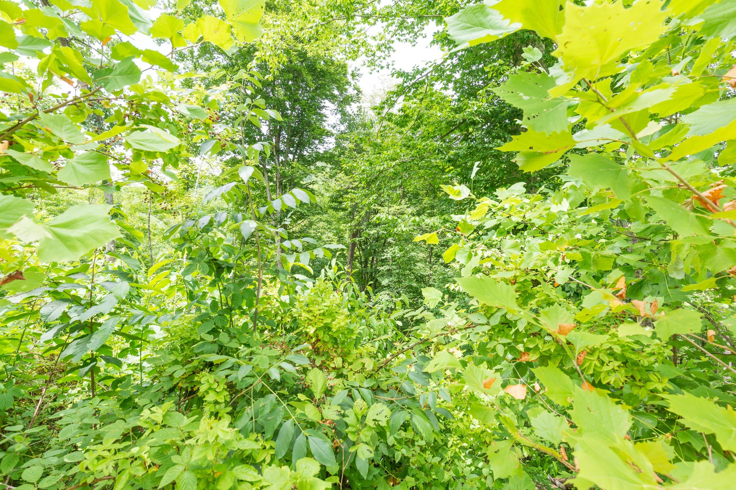 River’s Edge Tract 13 photo 5