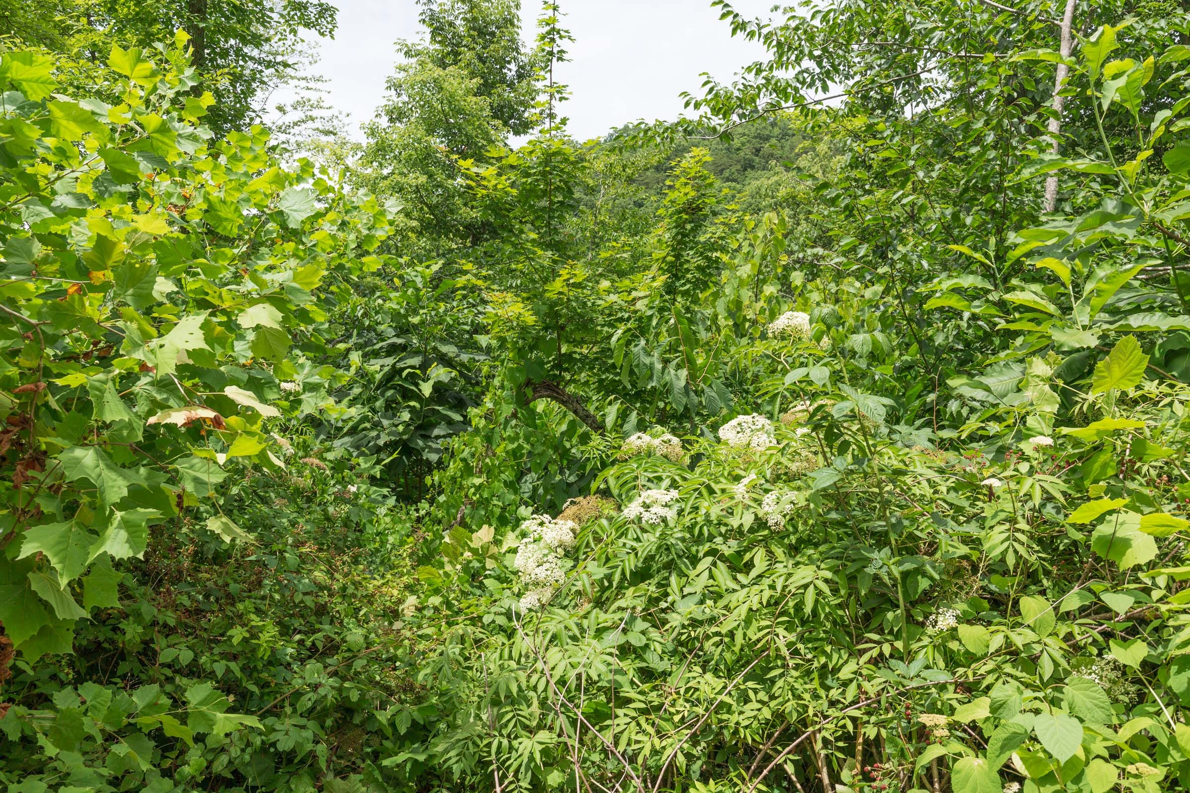 River’s Edge Tract 13 photo 6
