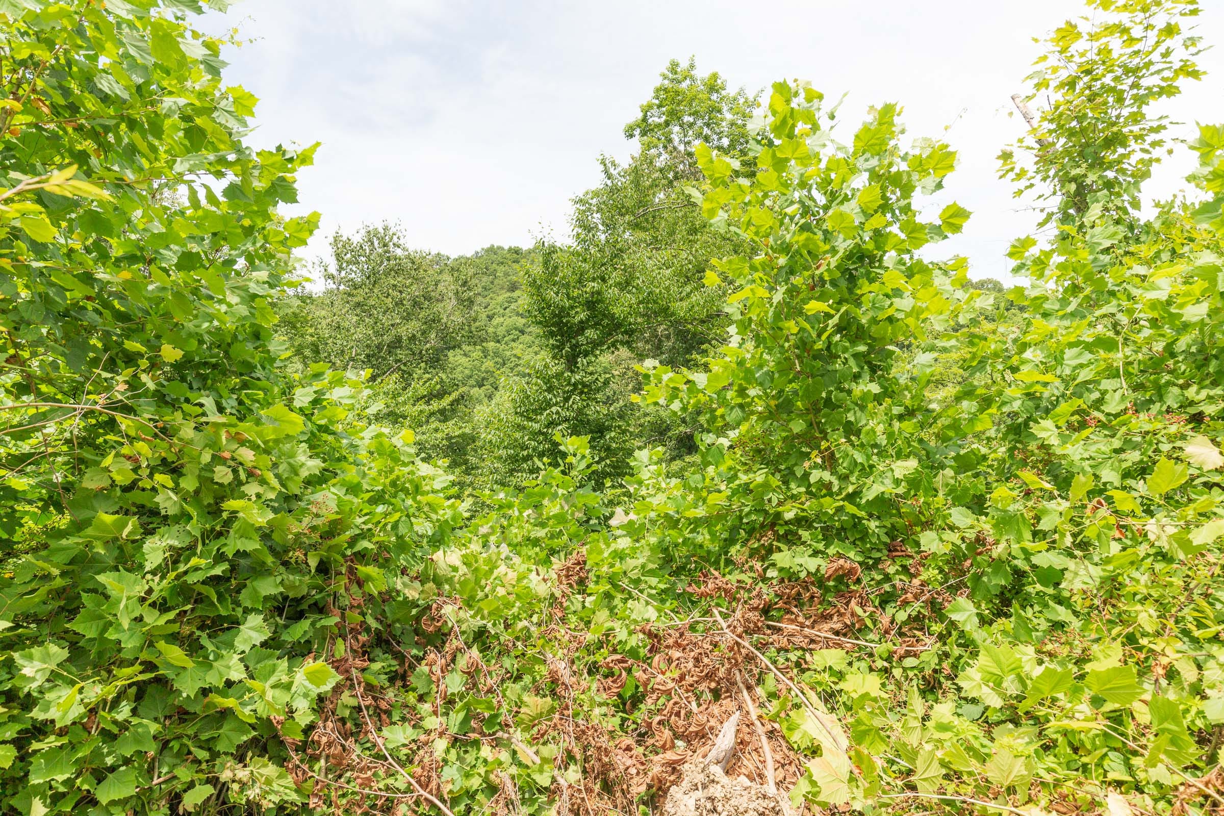 River’s Edge Tract 13 photo 10