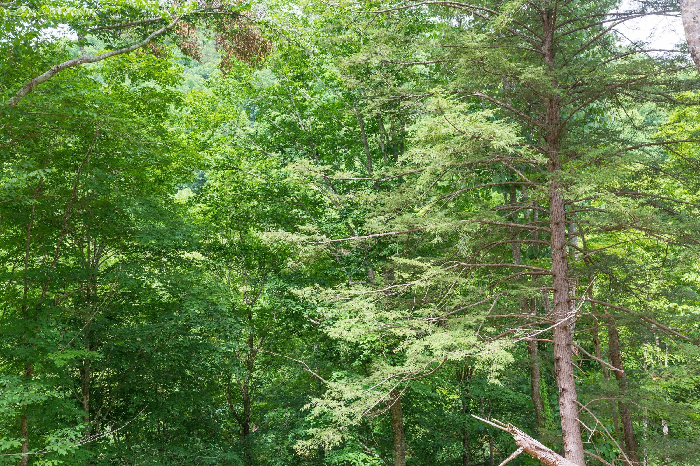 River’s Edge Tract 13 photo 16