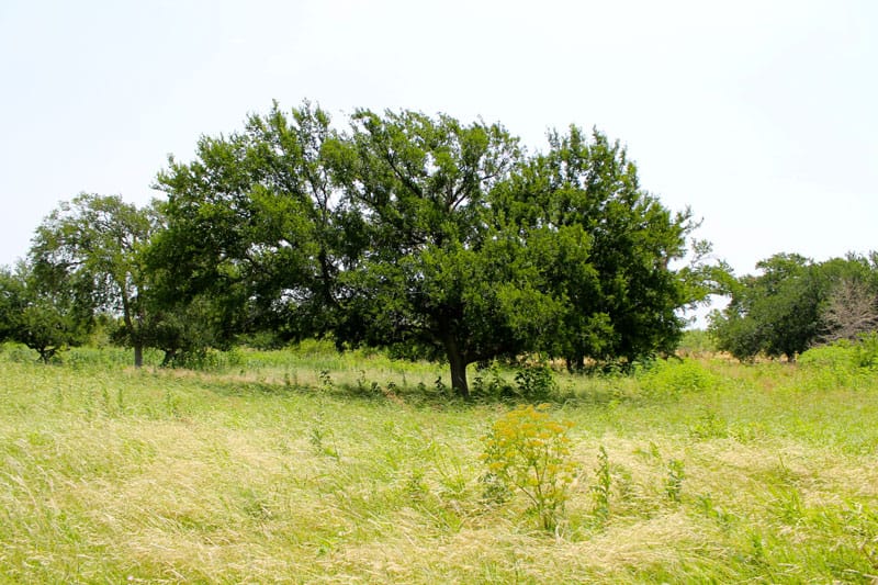 Meadowview Estates Tract 80 photo 4