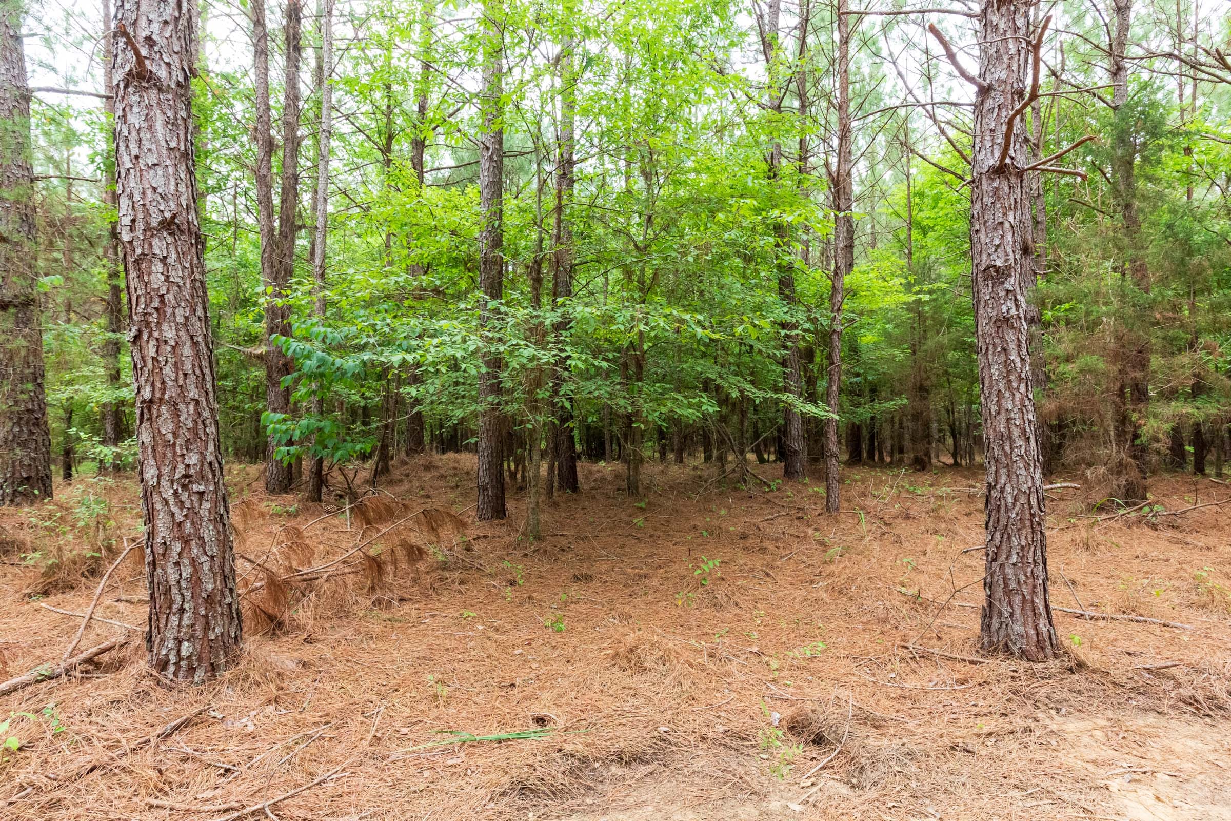 Whiskey Ridge Tract 83 photo 2