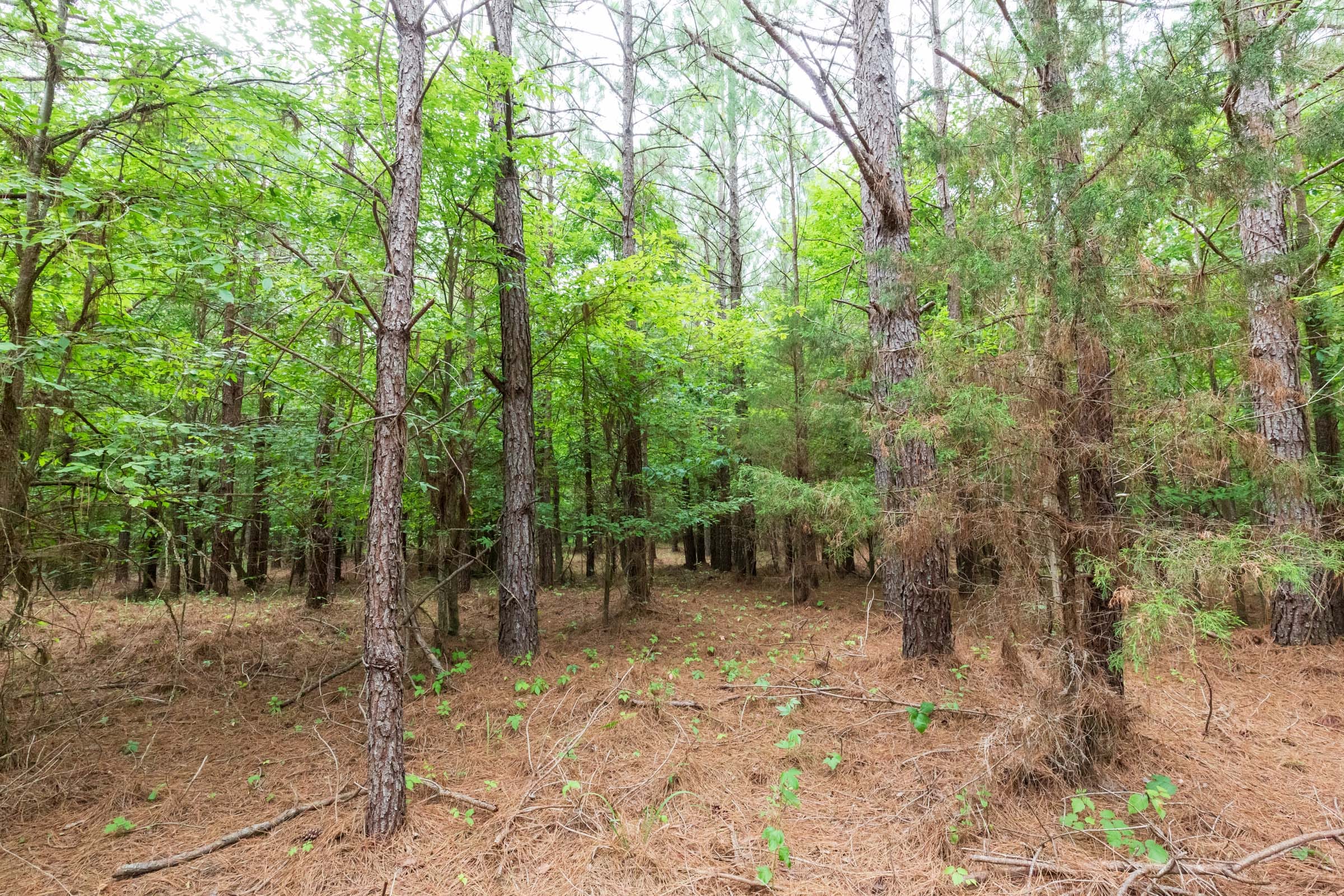 Whiskey Ridge Tract 83 photo 3