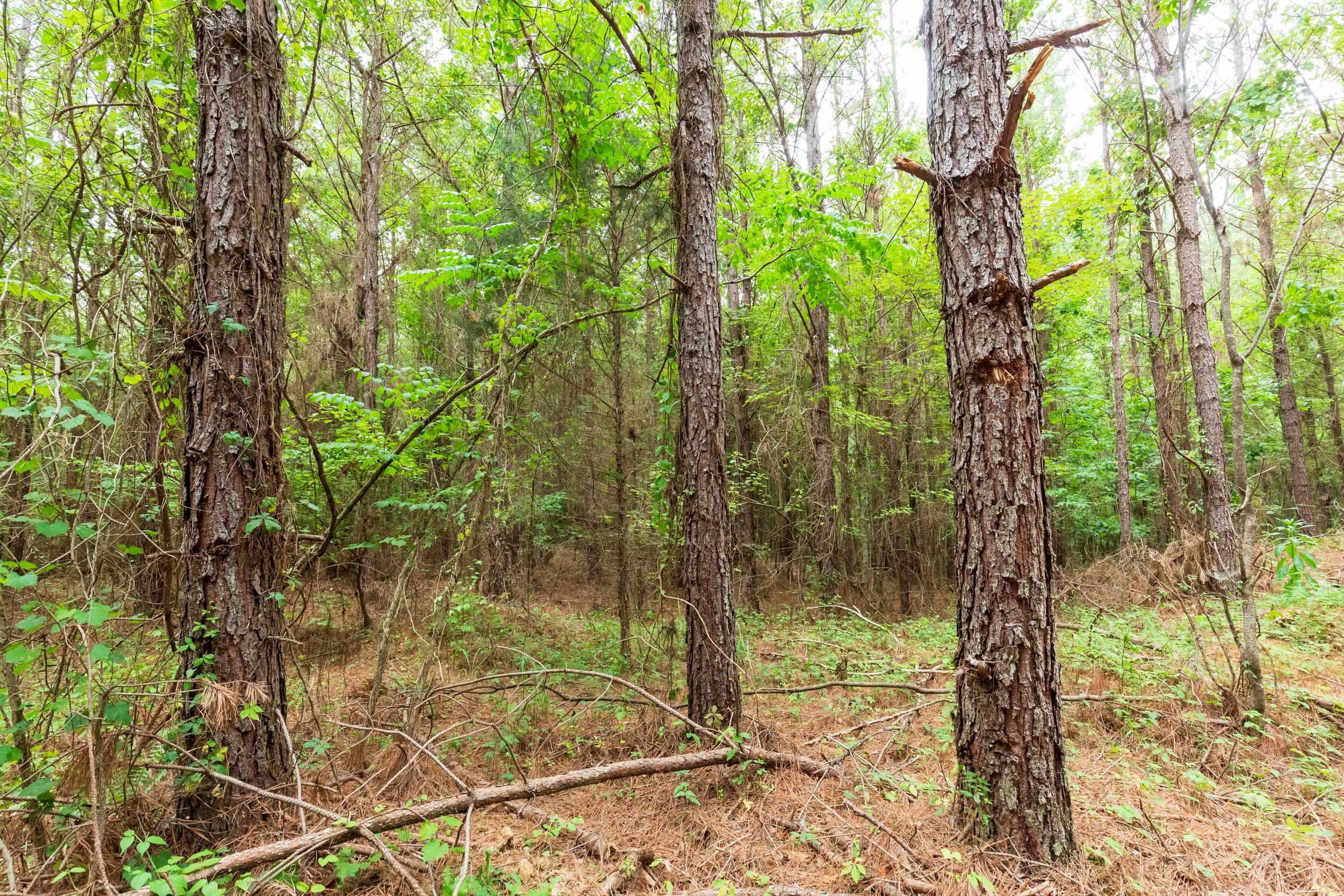 Whiskey Ridge Tract 83 photo 5