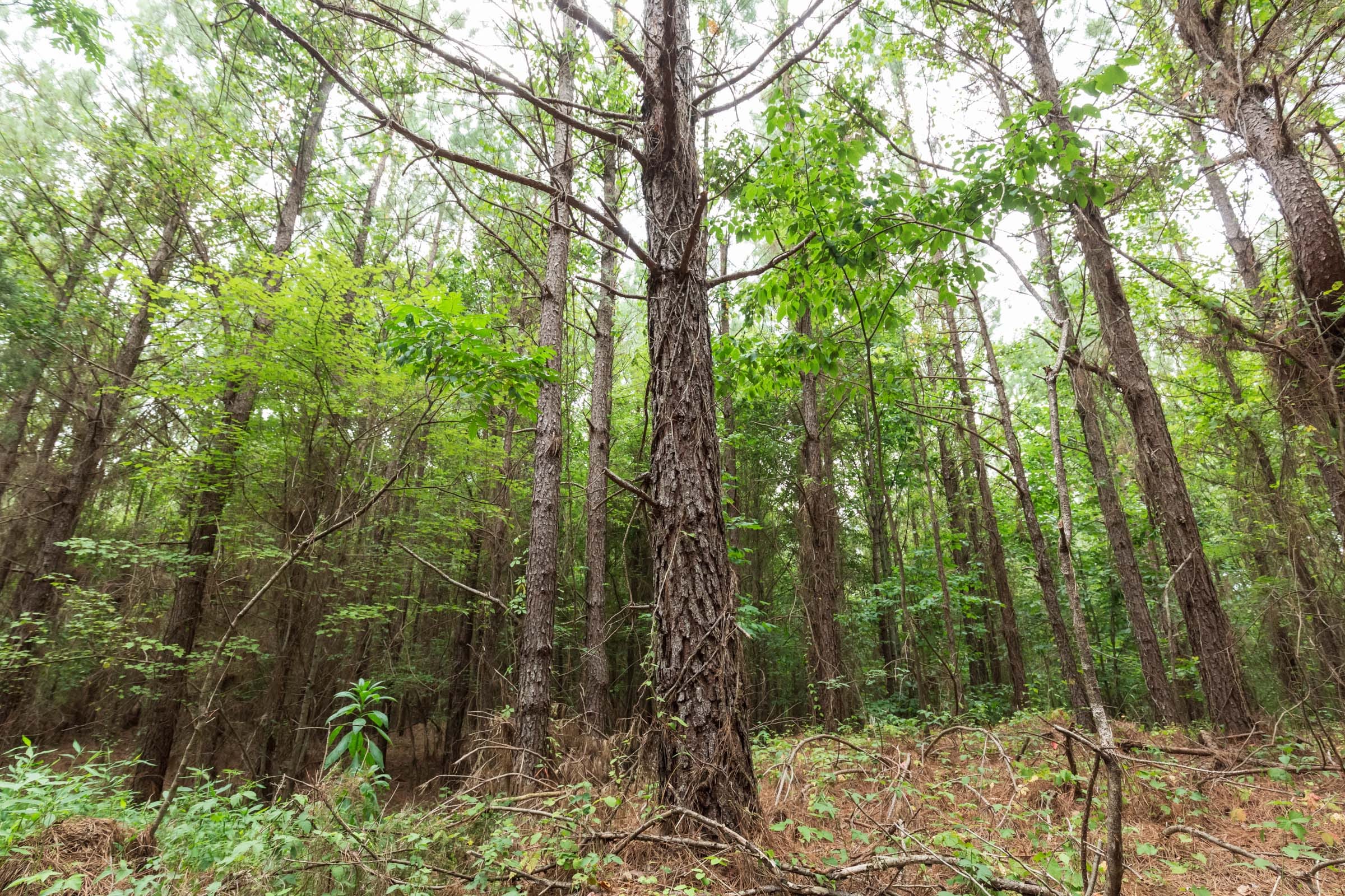 Whiskey Ridge Tract 83 photo 6