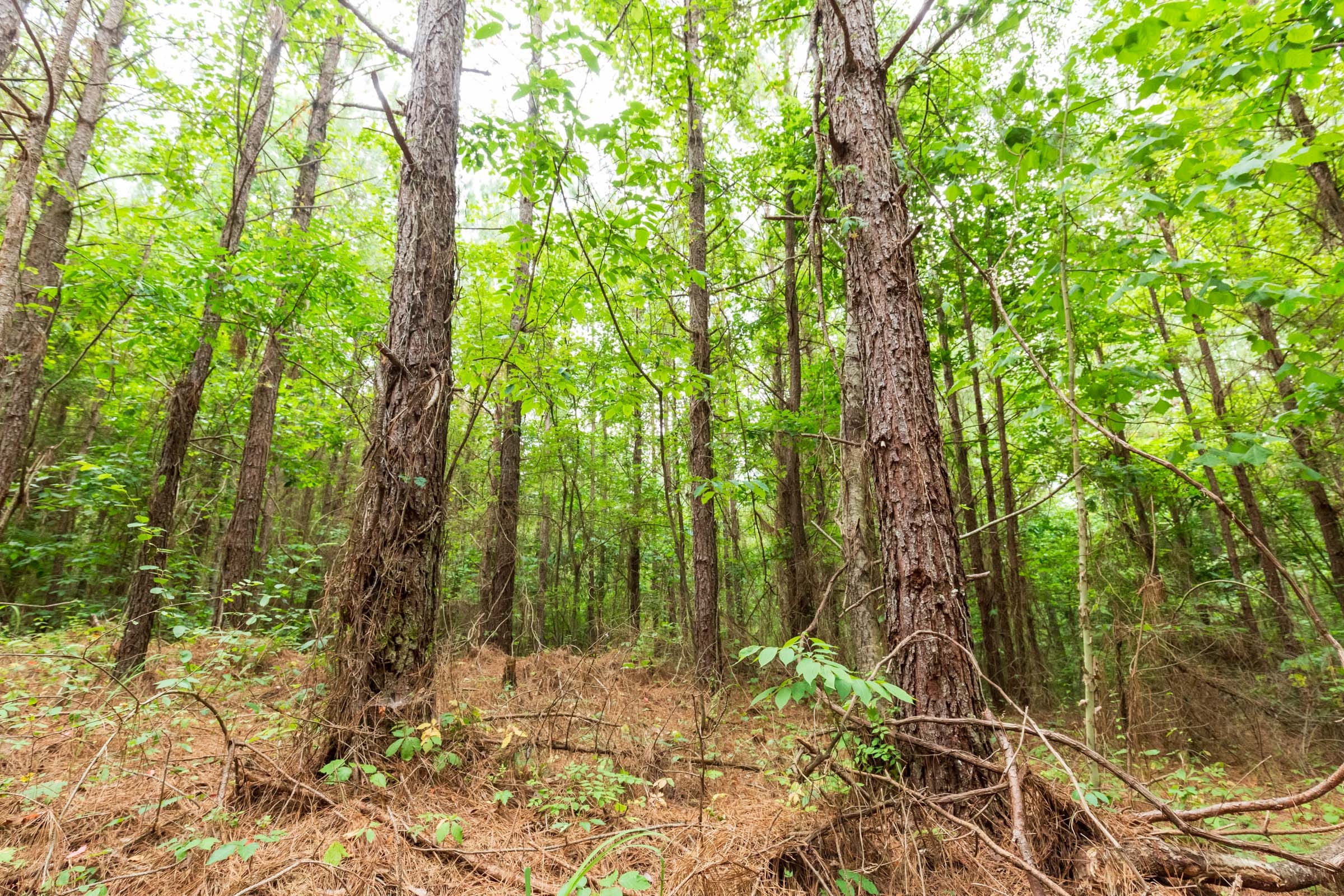 Whiskey Ridge Tract 83 photo 7
