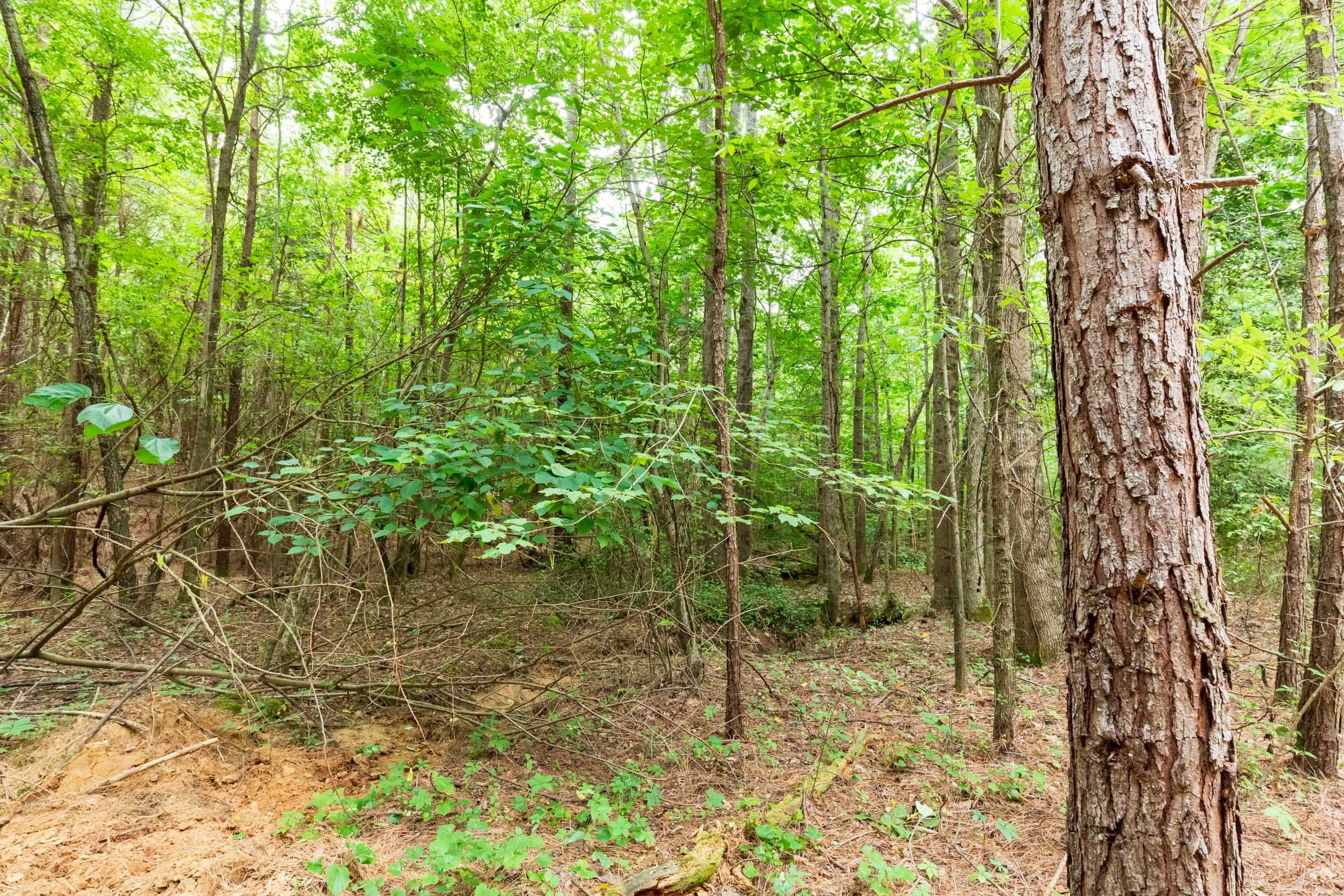 Whiskey Ridge Tract 83 photo 8