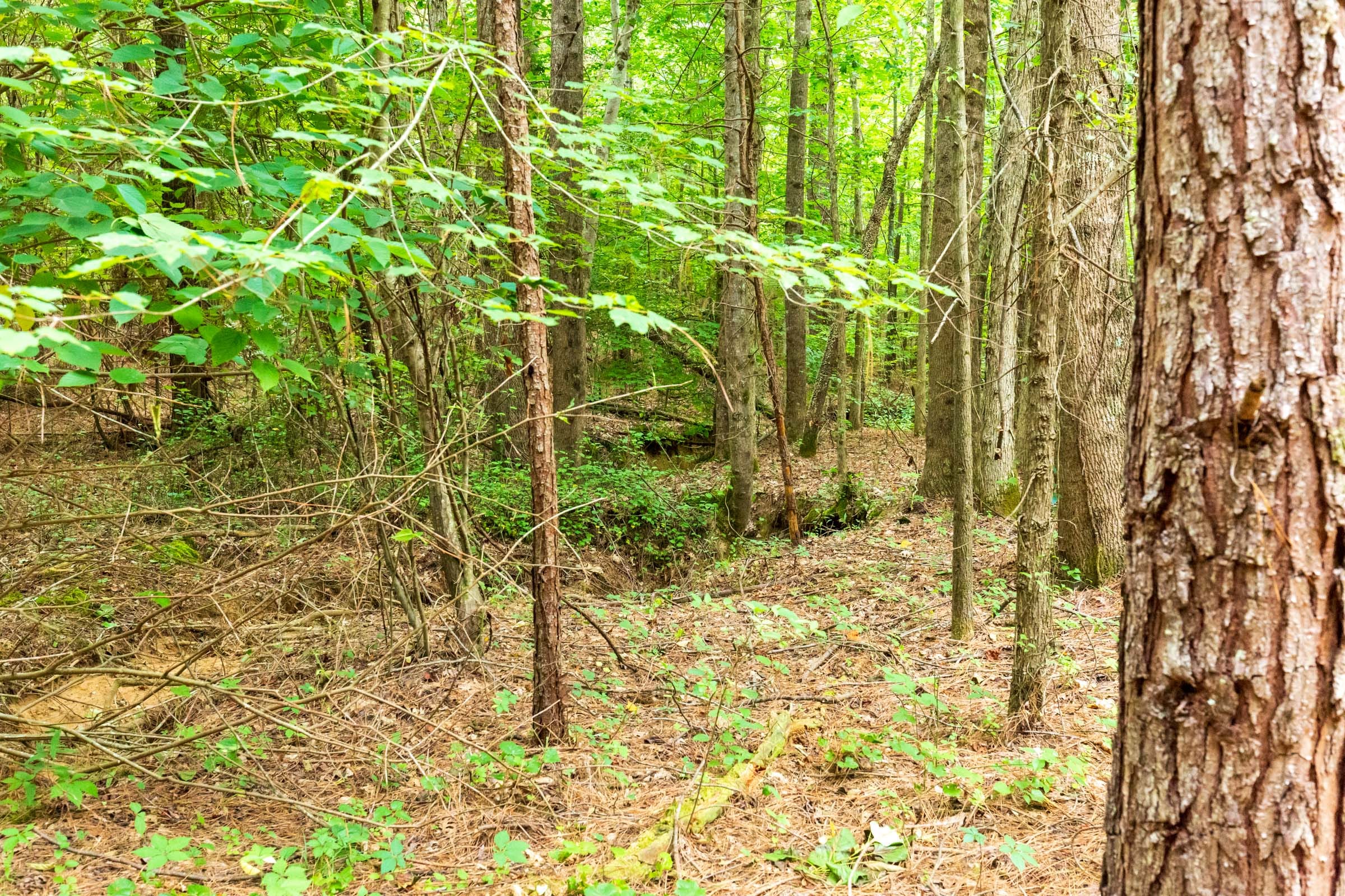 Whiskey Ridge Tract 83 photo 9