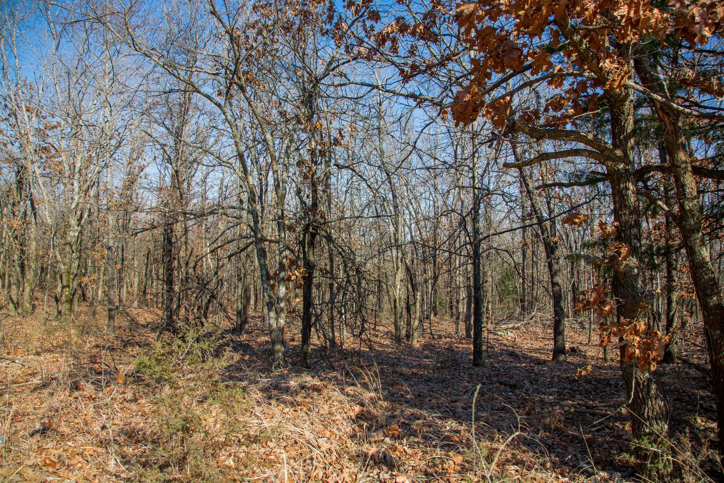 Eufaula Cove Tract 18 photo 4
