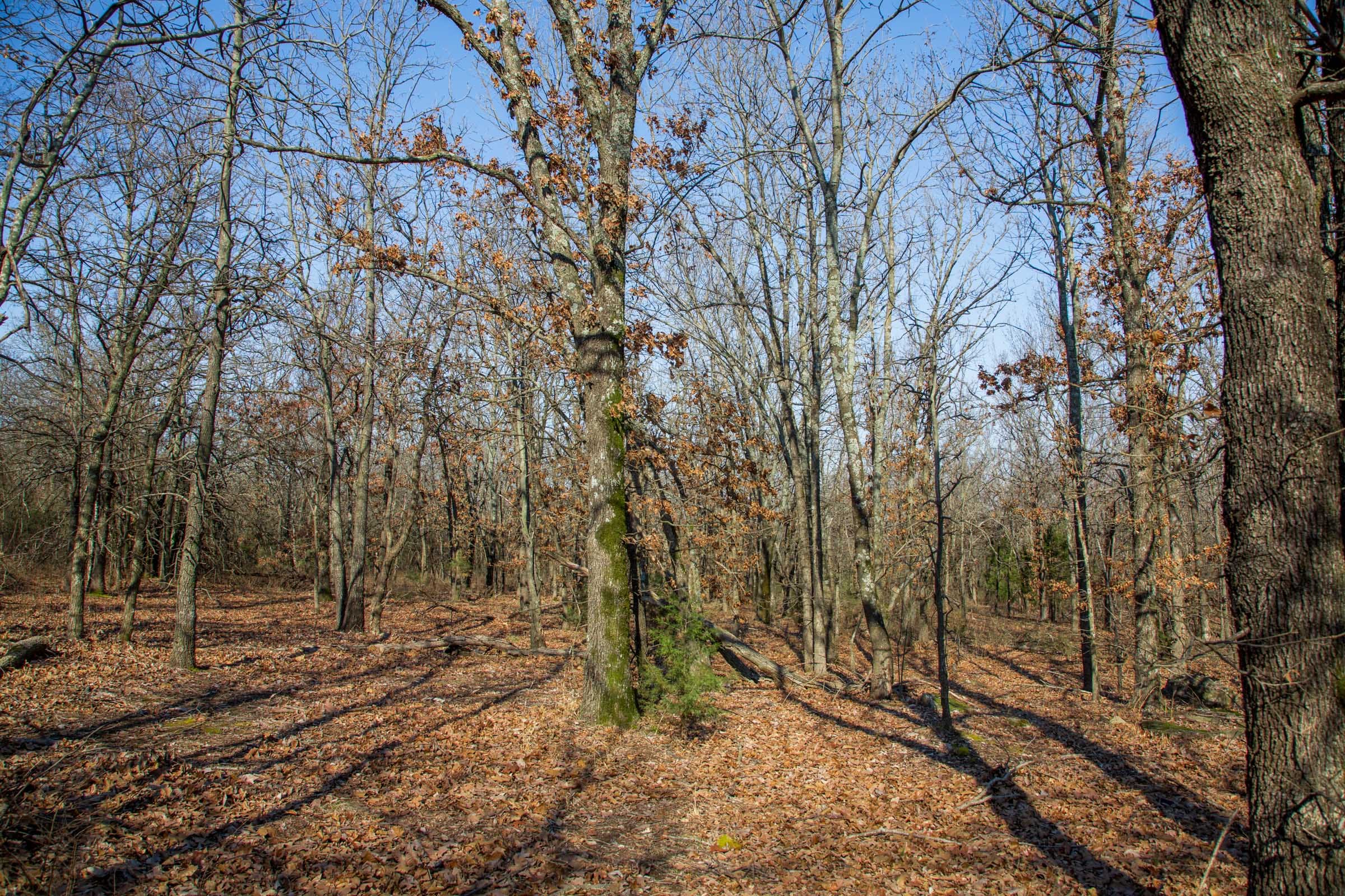 Eufaula Cove Tract 18 photo 6